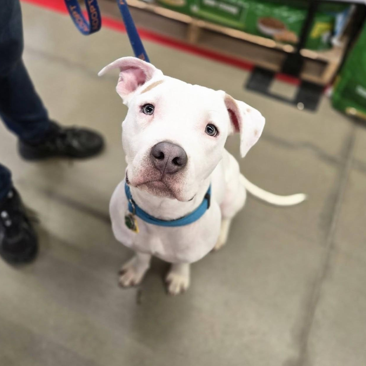 Enlarge Kyro, a ADOPTABLE mixed breed in Grafton, OH image 4/6