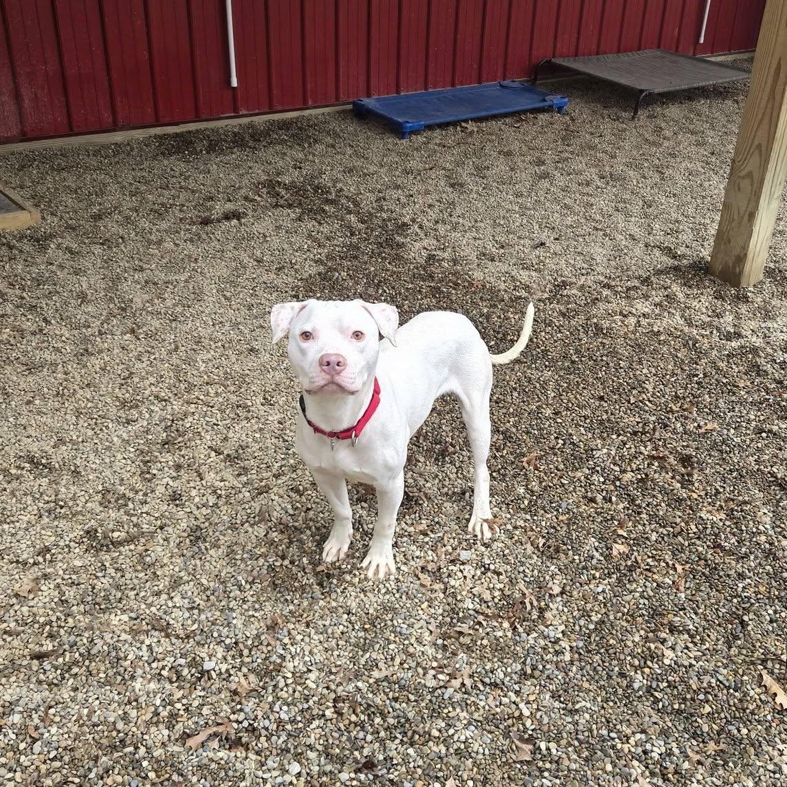 Enlarge Kyro, a ADOPTABLE mixed breed in Grafton, OH image 6/6