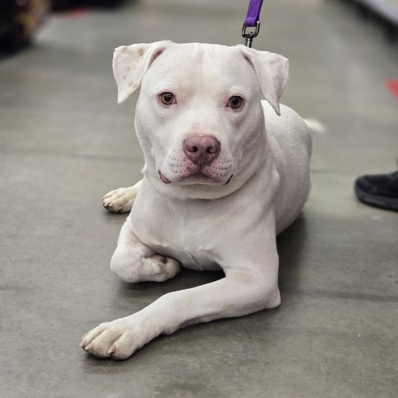 Enlarge Kyro, a ADOPTABLE mixed breed in Grafton, OH image 1/6