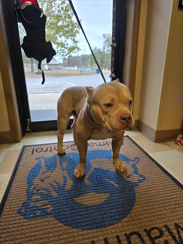 Enlarge Cash, a Adoptable Pit Bull Terrier in Maumelle, AR image 1/1