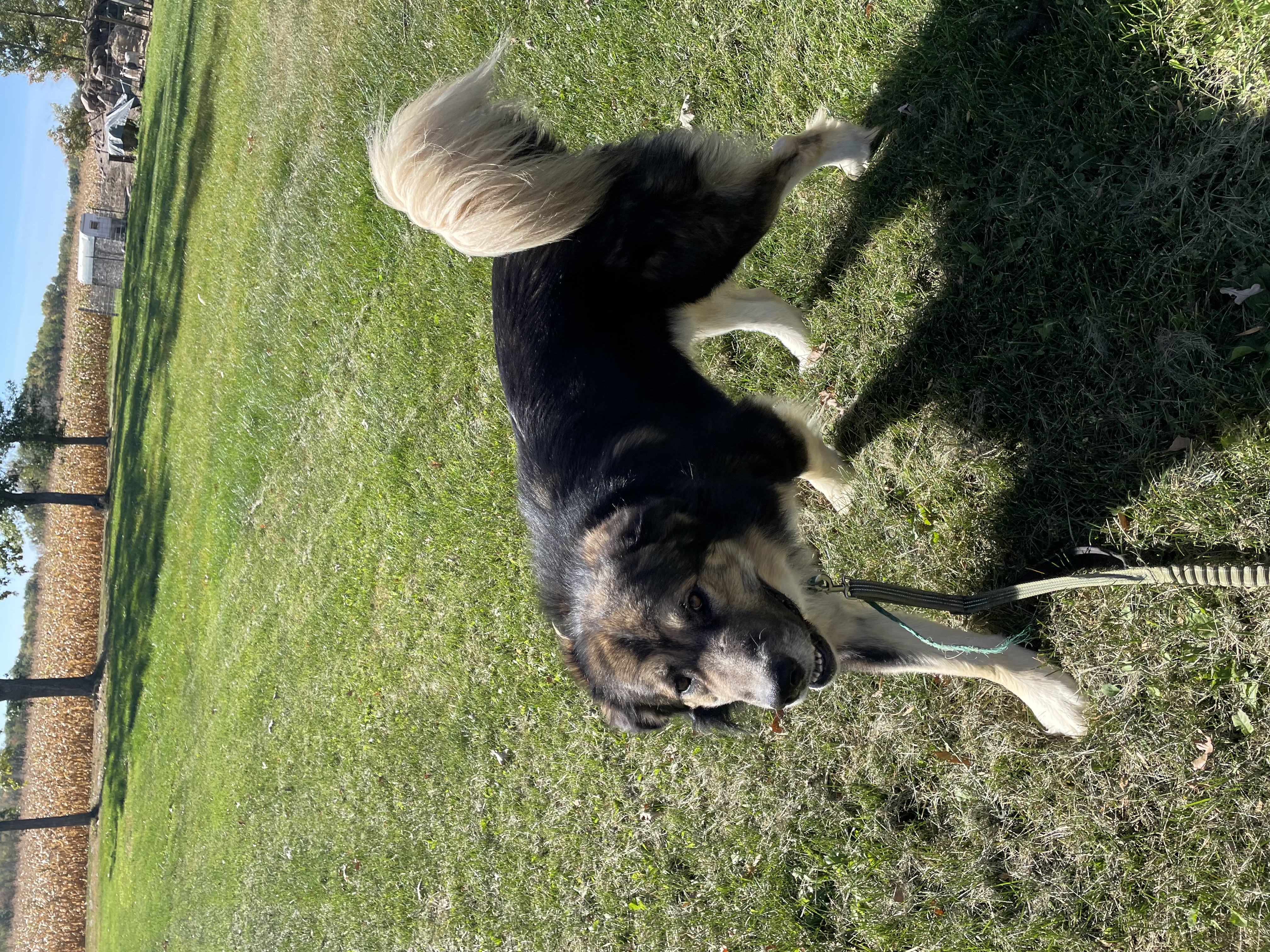 Pumba, a Adoptable Caucasian Sheepdog / Caucasian Ovtcharka in Brainerd, MN image 2/3