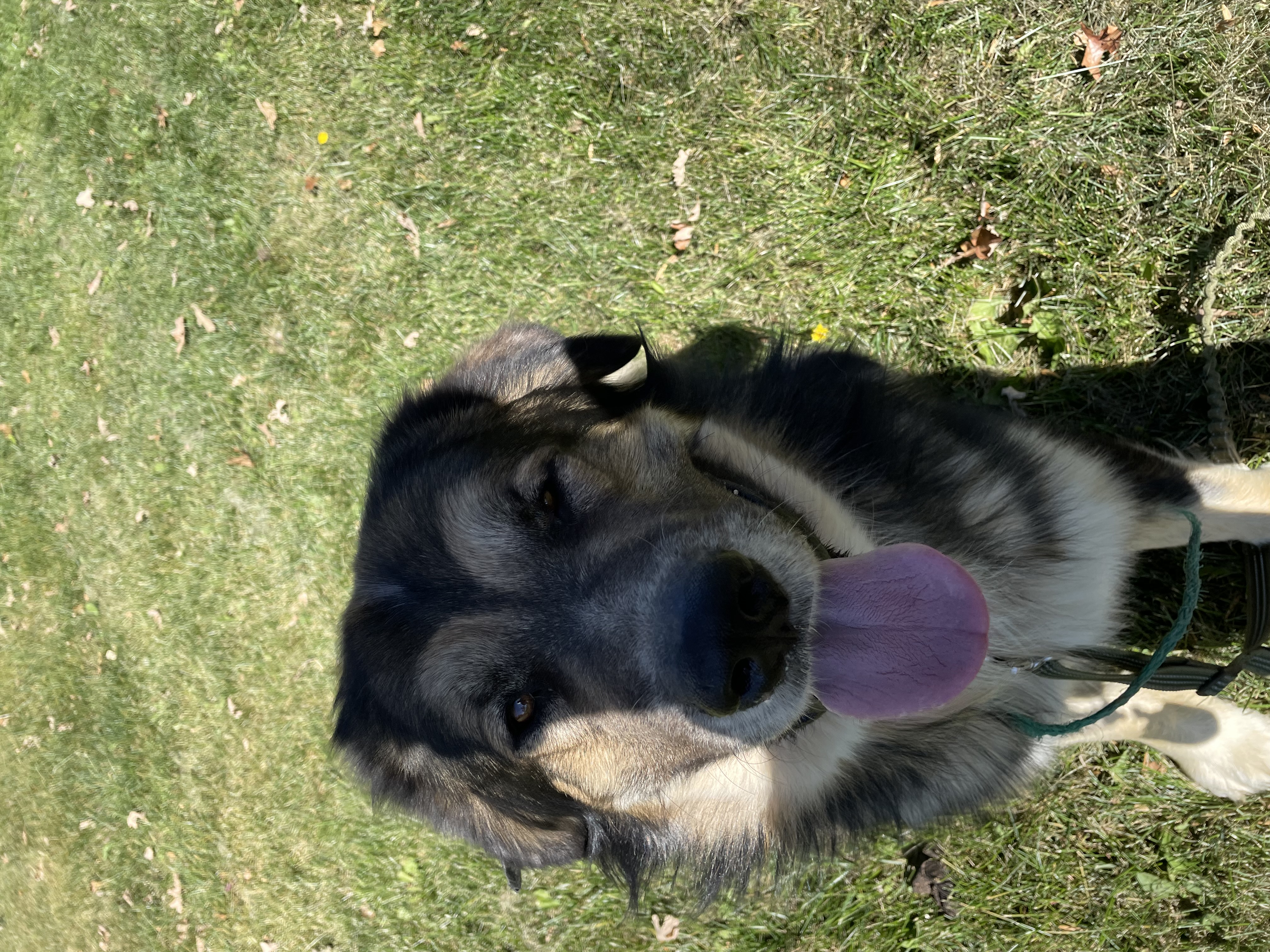 Pumba, a Adoptable Caucasian Sheepdog / Caucasian Ovtcharka in Brainerd, MN image 3/3