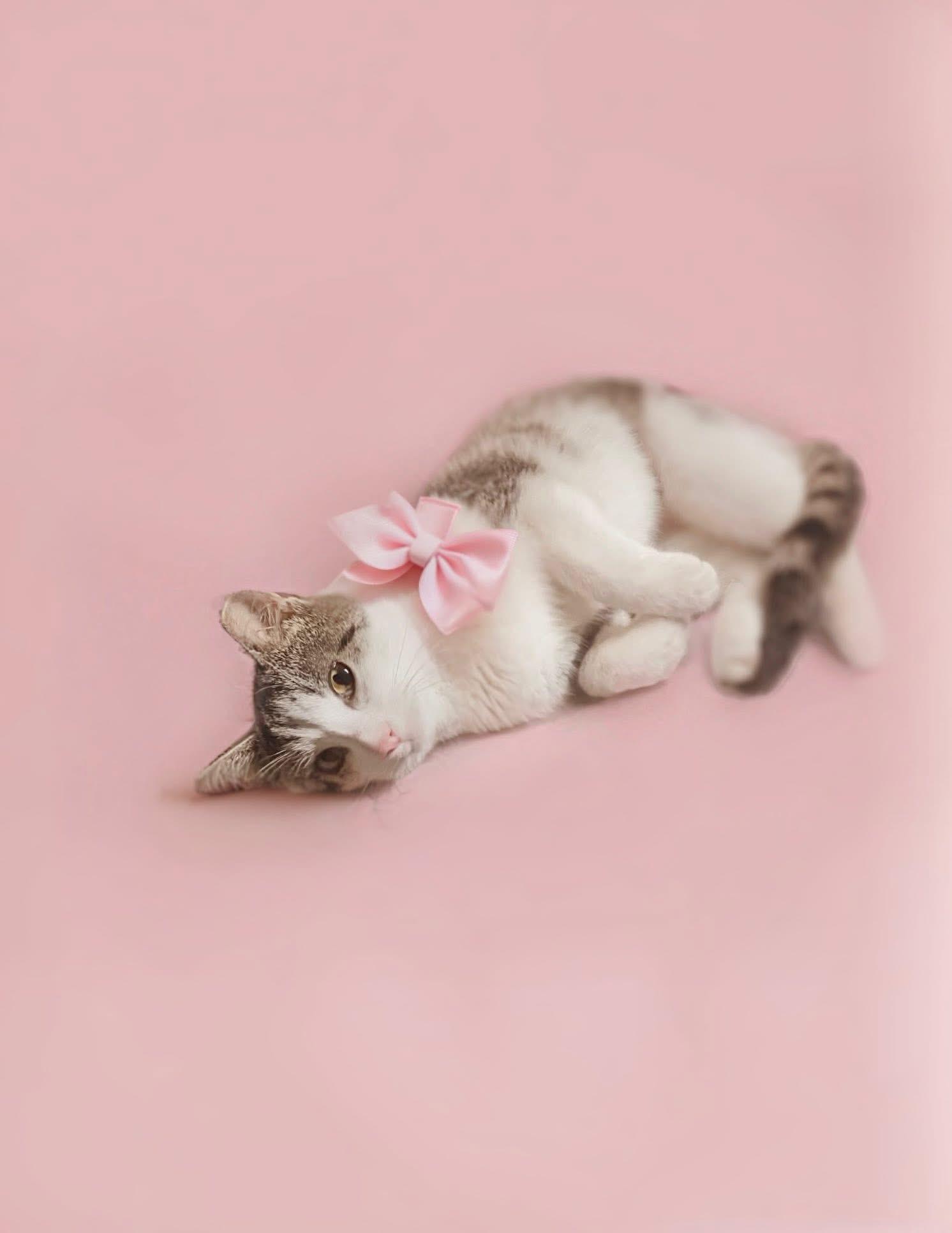 Enlarge Carly, a Adoptable Domestic Short Hair in Reading, PA image 1/1