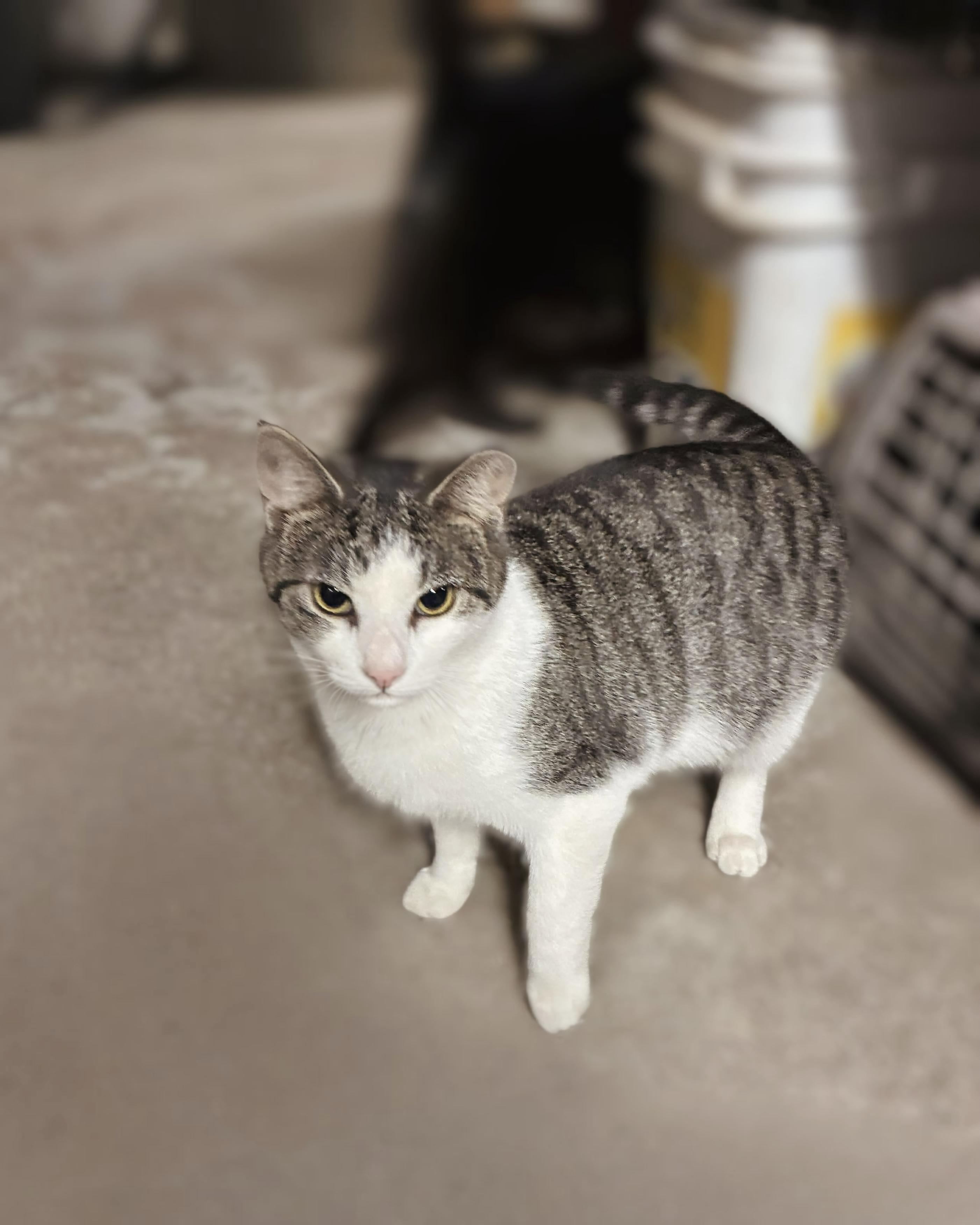 Carly, Adoptable, Kitten Female Domestic Short Hair.