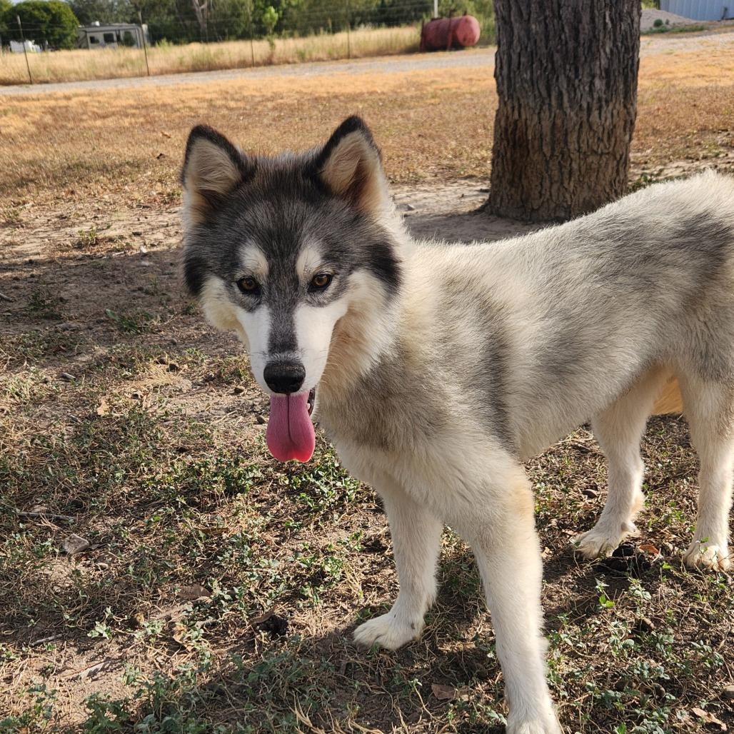 Kermit JuM, an adoptable Keeshond, Husky in Seattle, WA, 98106 | Photo Image 5