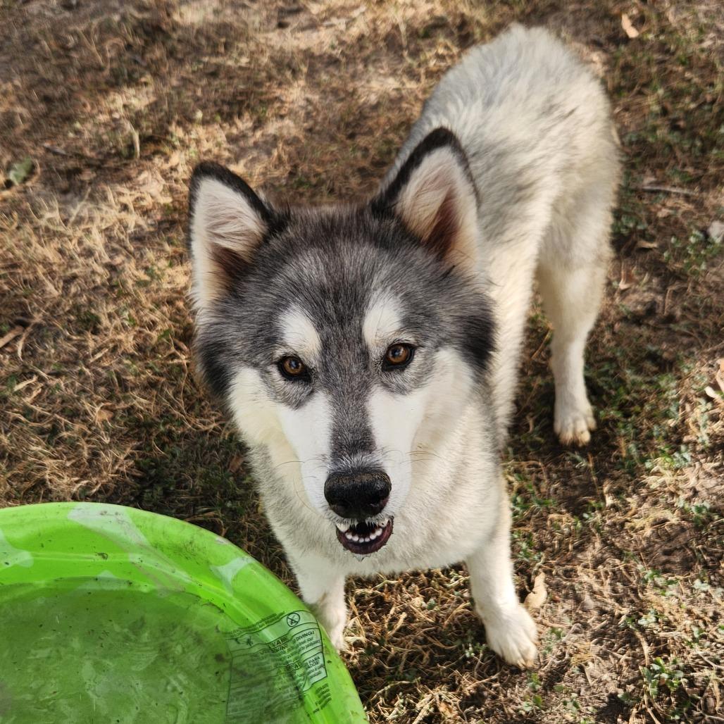 Kermit JuM, an adoptable Keeshond, Husky in Seattle, WA, 98106 | Photo Image 3