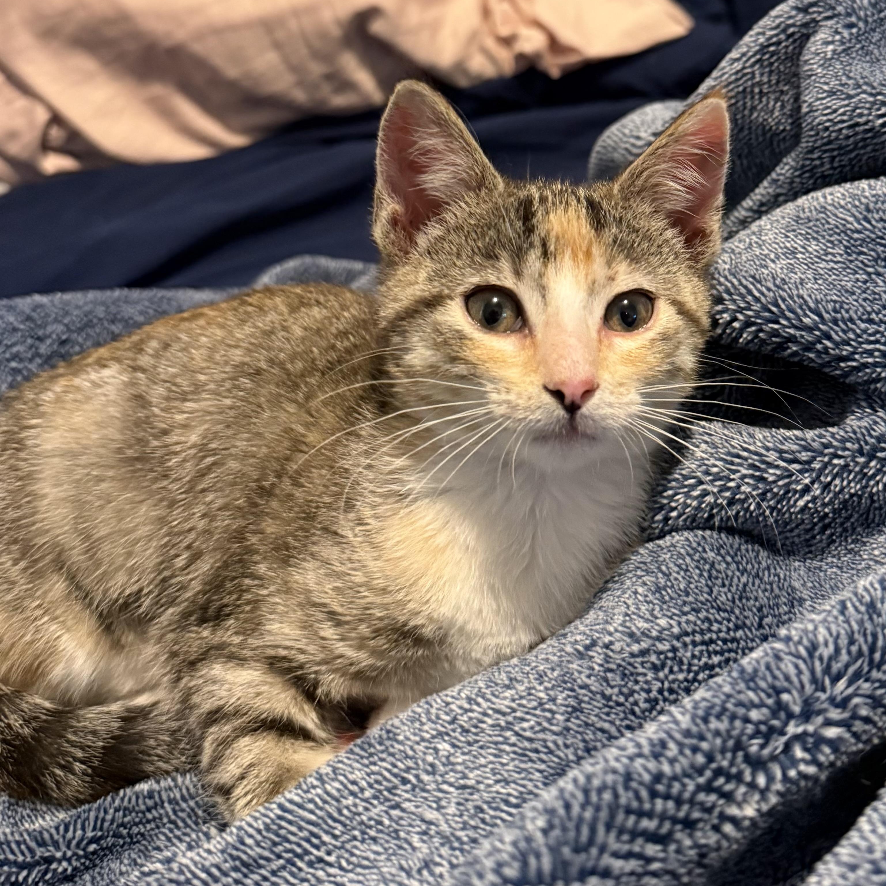 Chai, Adoptable, Kitten Female Domestic Short Hair & Torbie.