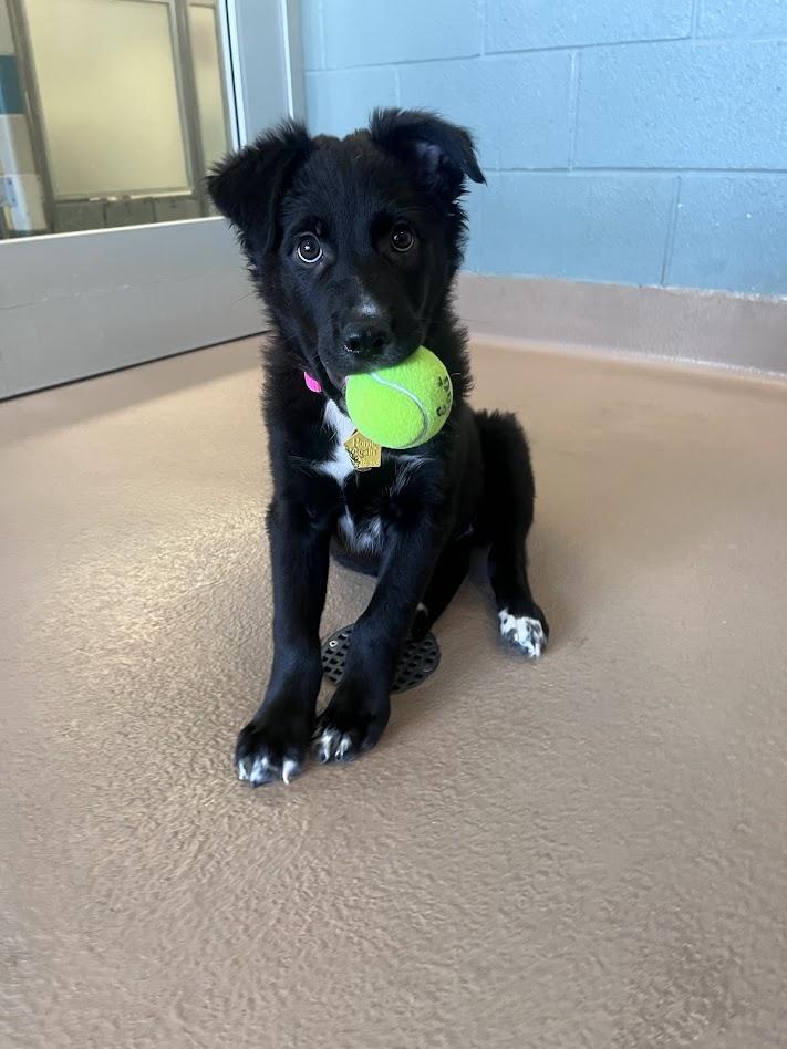 Enlarge Piggy A218189, an adopted mixed breed in Plano, TX image 4/6