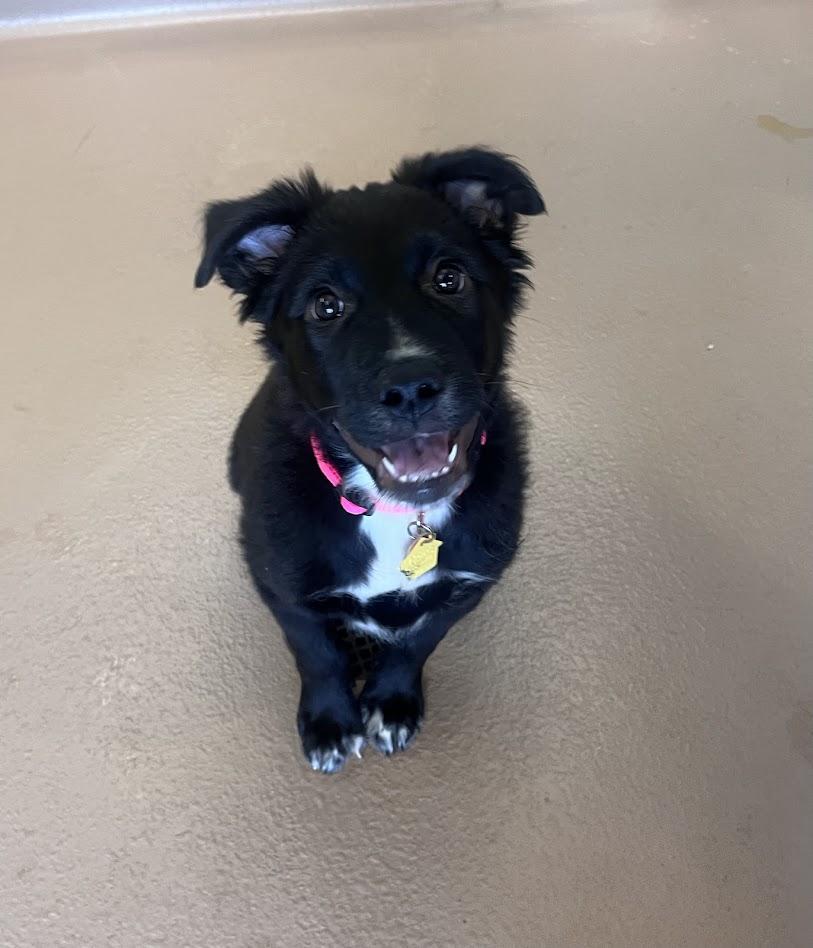 Enlarge Piggy A218189, an adopted mixed breed in Plano, TX image 2/6