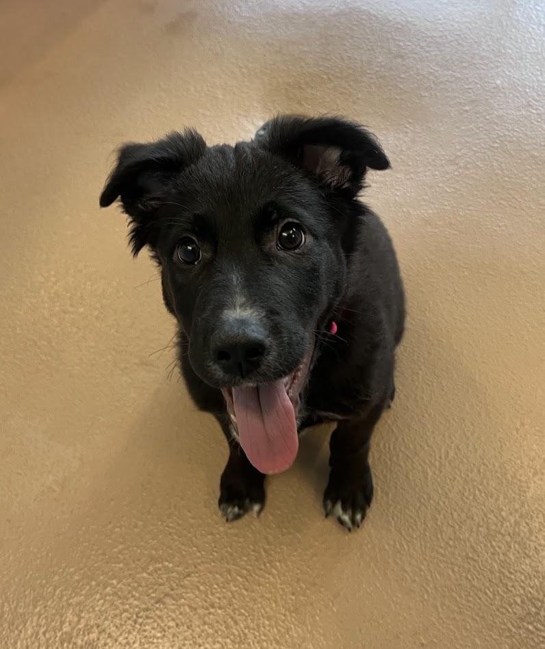 Enlarge Piggy A218189, an adopted mixed breed in Plano, TX image 3/6