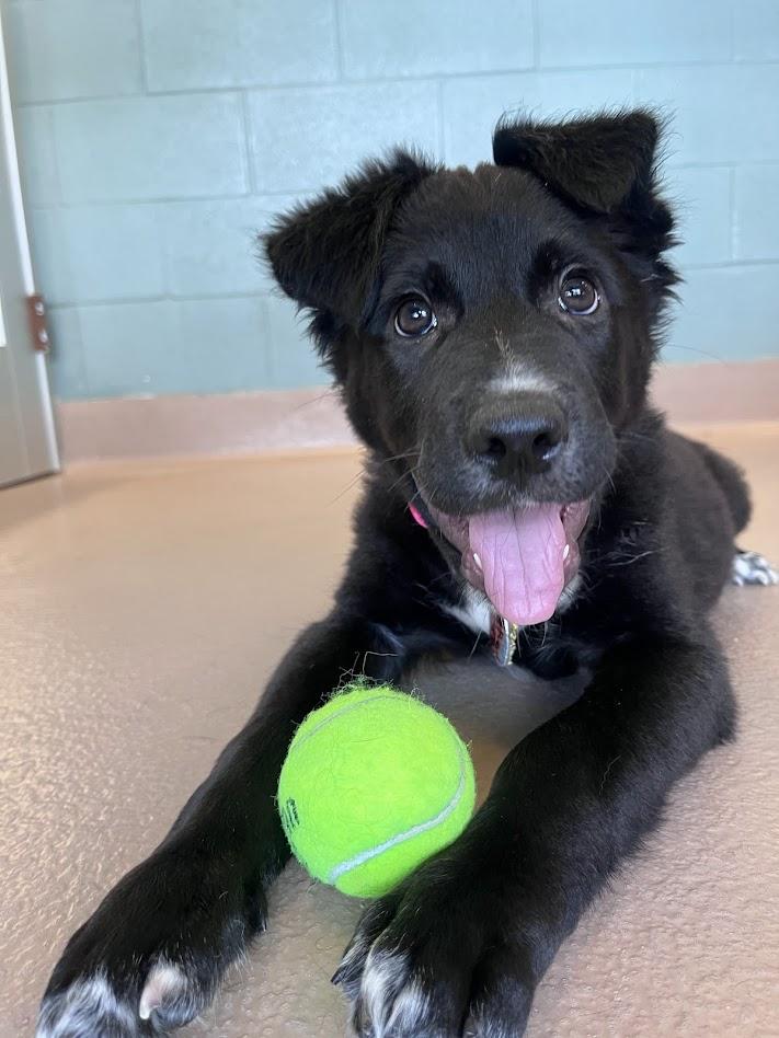 Piggy A218189, adopted, Puppy Female Labrador Retriever & Border Collie.