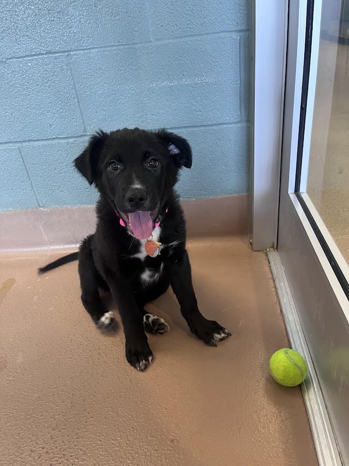 Enlarge Piggy A218189, an adopted mixed breed in Plano, TX image 6/6