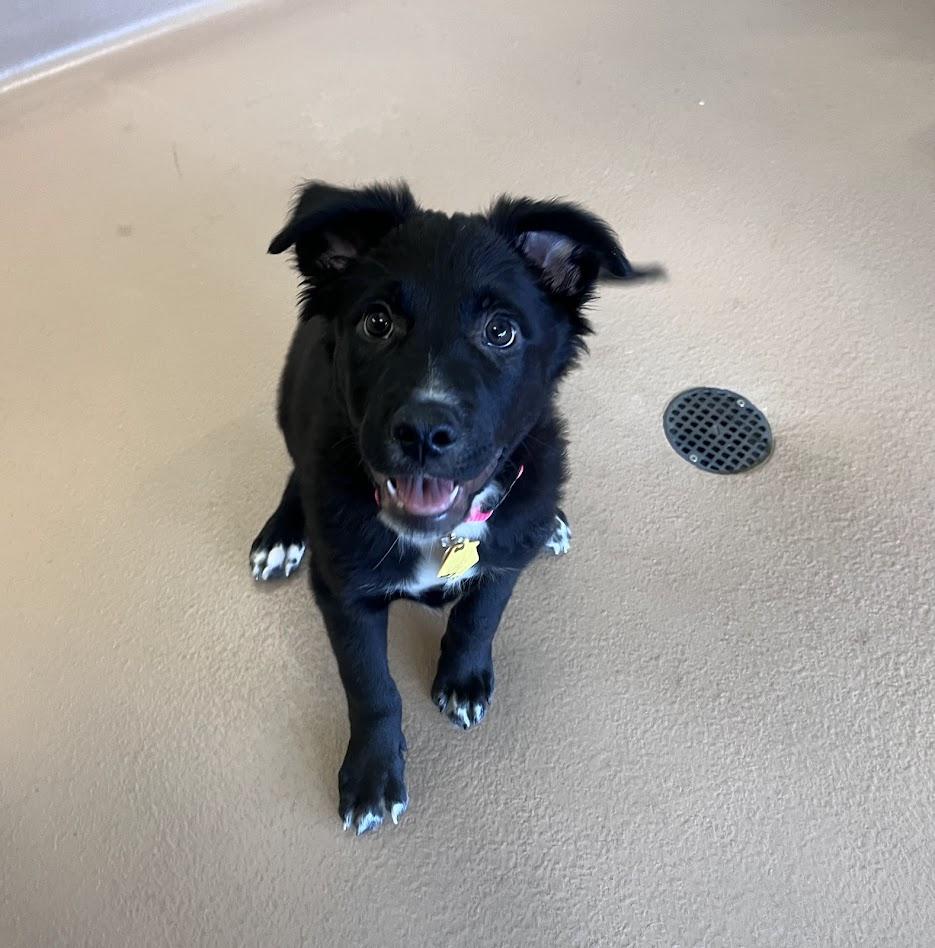 Enlarge Piggy A218189, an adopted mixed breed in Plano, TX image 5/6
