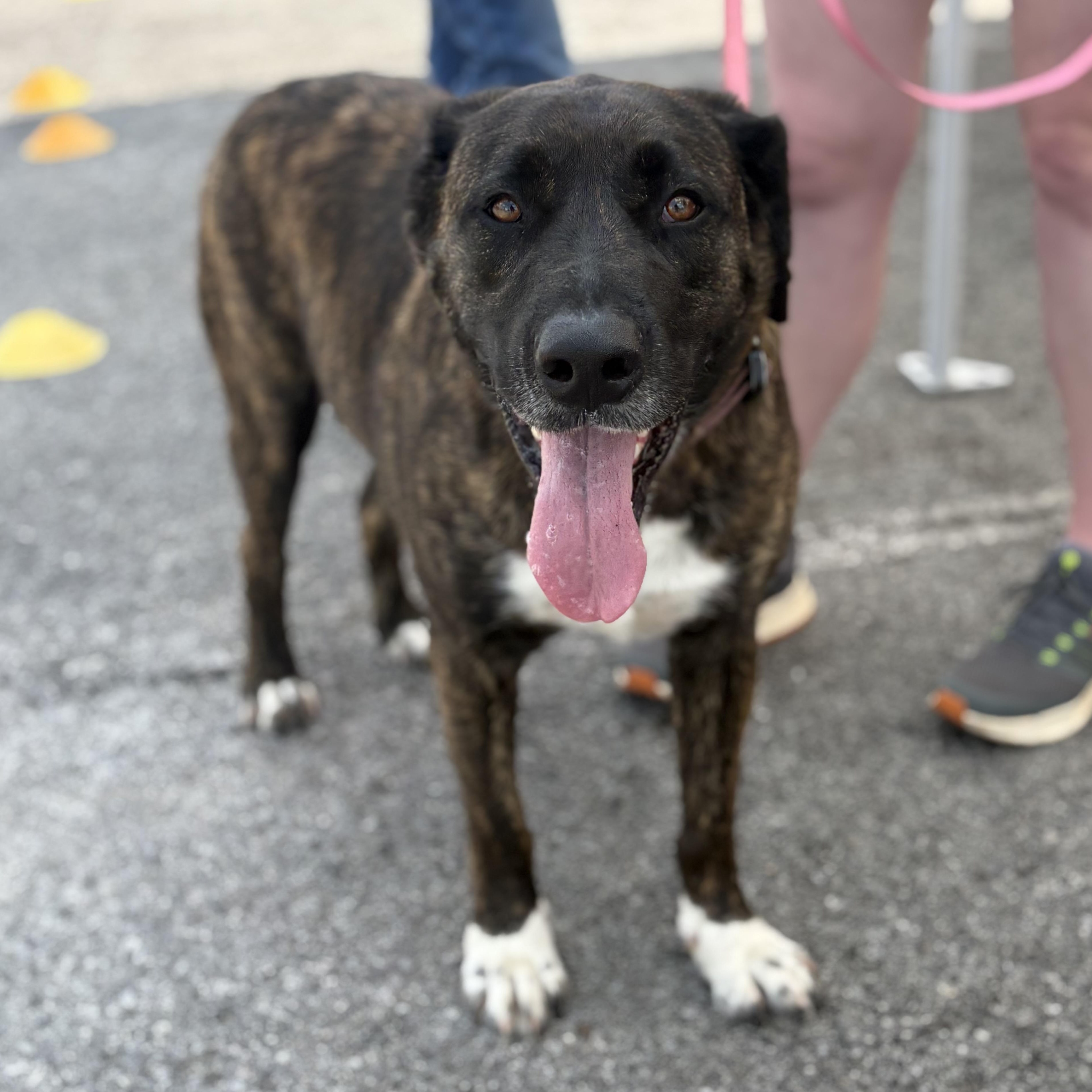 Enlarge Chloe, a ADOPTABLE Mixed Breed in Bardstown, KY image 2/5