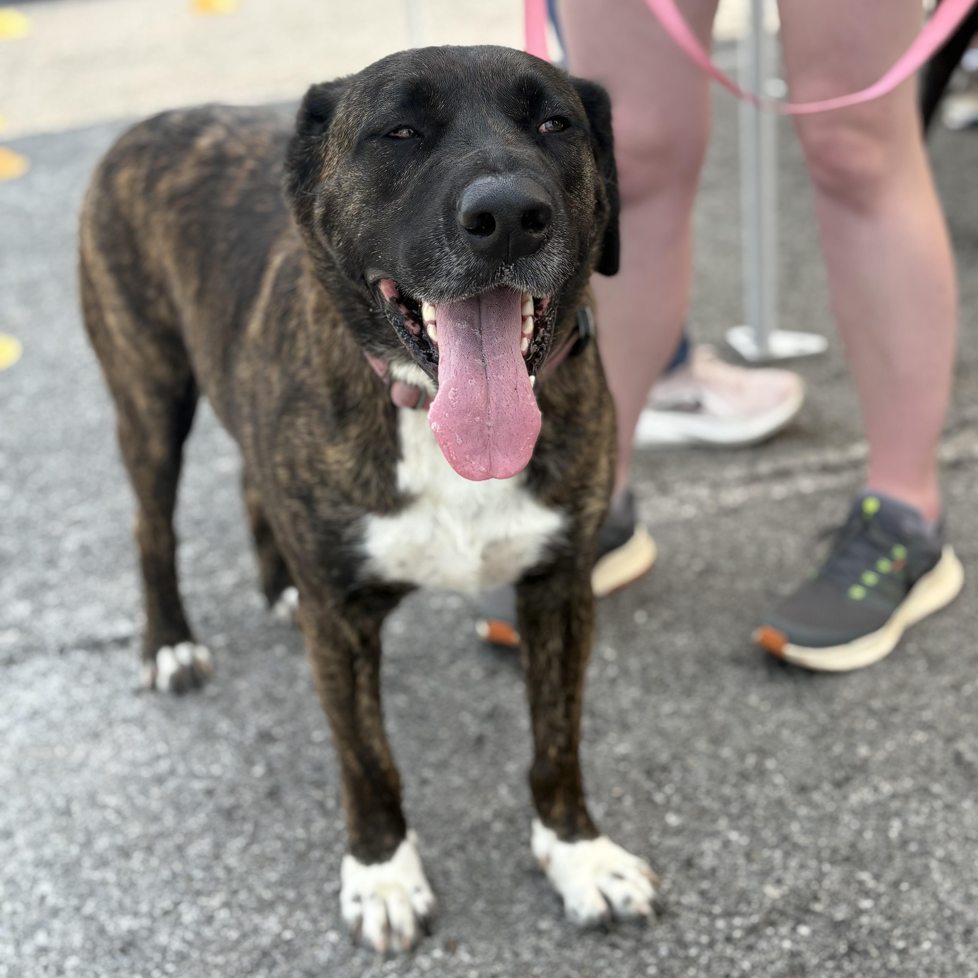 Enlarge Chloe, a ADOPTABLE Mixed Breed in Bardstown, KY image 5/5