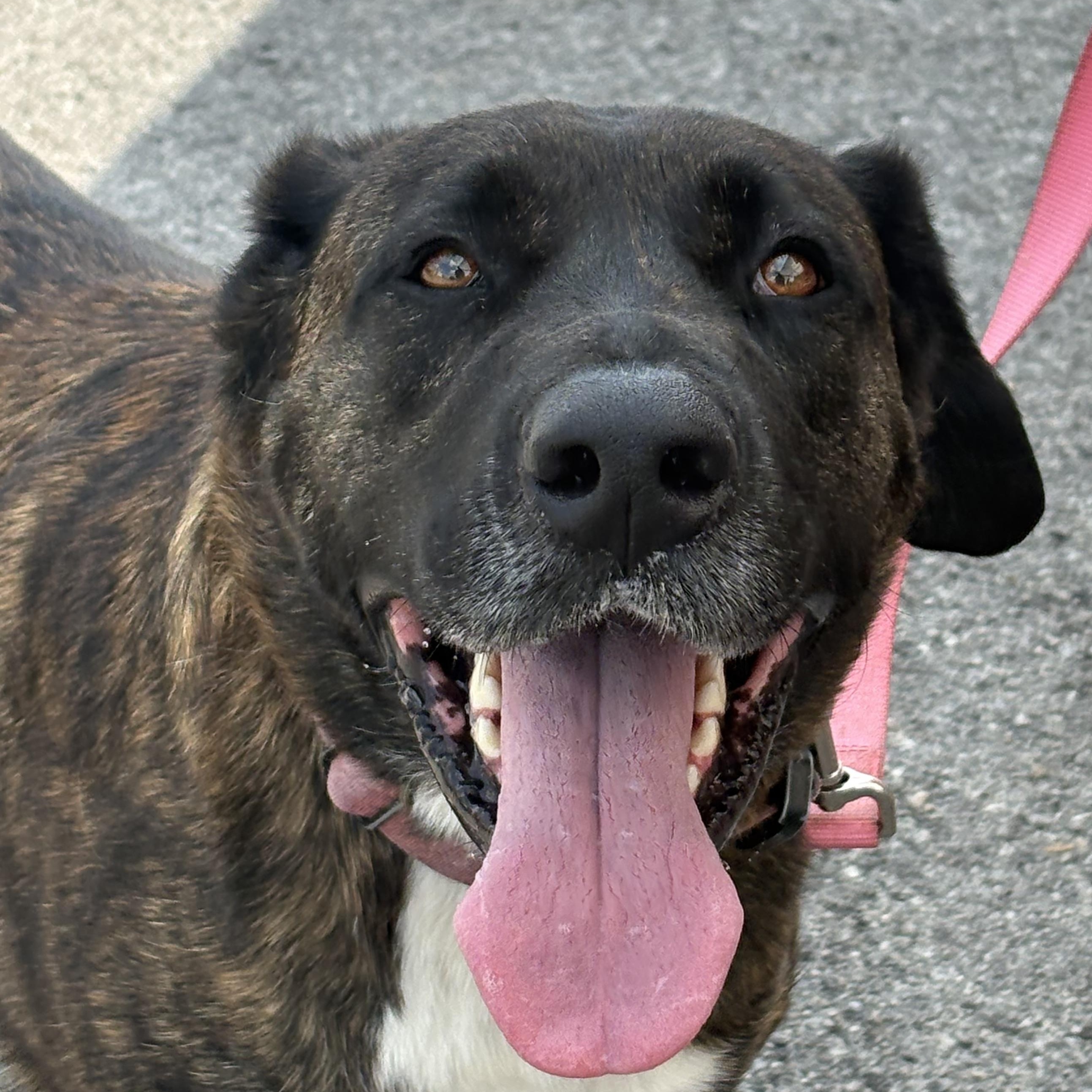 Enlarge Chloe, a ADOPTABLE Mixed Breed in Bardstown, KY image 1/5