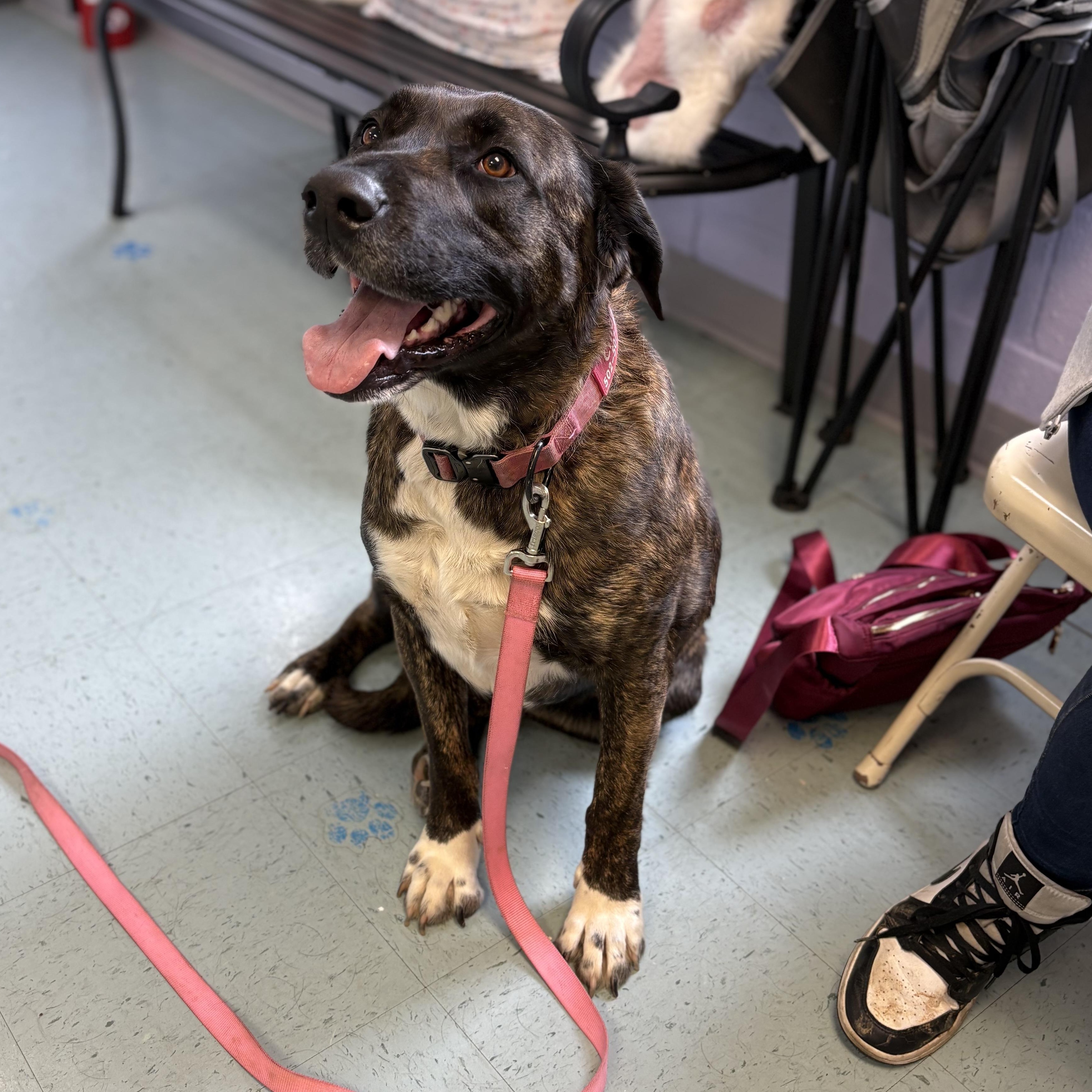Enlarge Chloe, a ADOPTABLE Mixed Breed in Bardstown, KY image 3/5