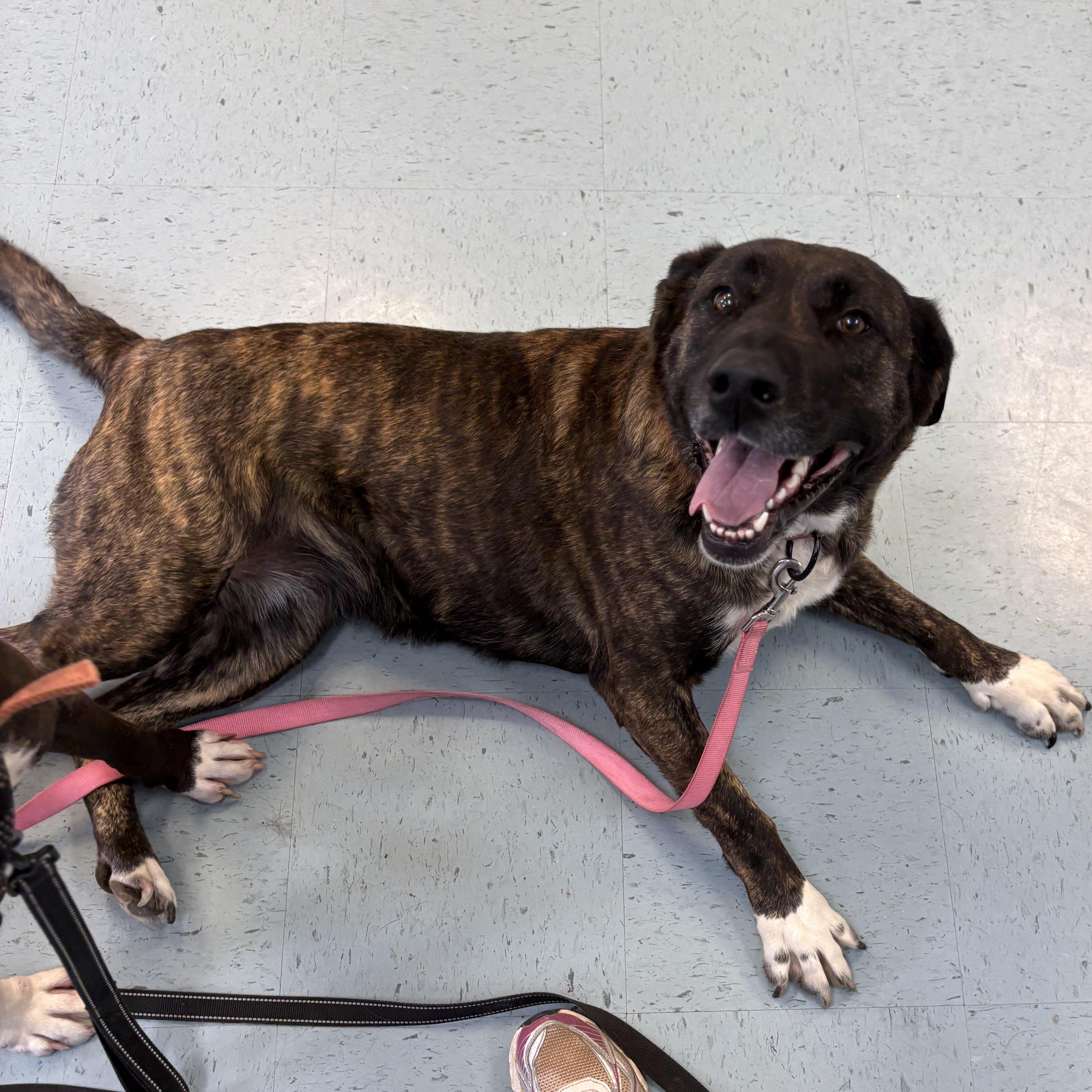 Enlarge Chloe, a ADOPTABLE Mixed Breed in Bardstown, KY image 4/5