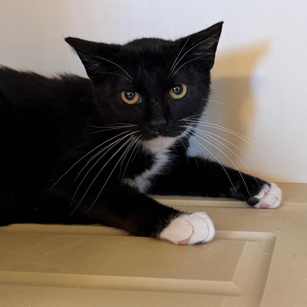 Gatsby, Adoptable, Kitten Male Domestic Short Hair.