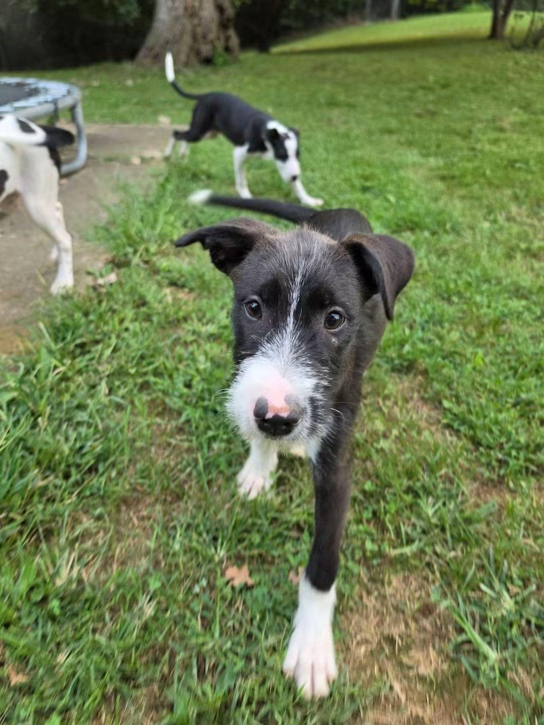 Enlarge Jet, a Adoptable mixed breed in Lexington, MO image 5/6