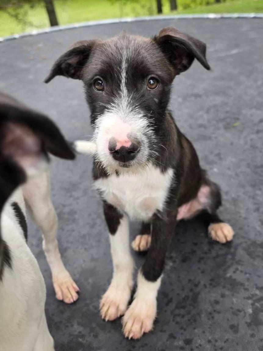 Enlarge Jet, a Adoptable mixed breed in Lexington, MO image 1/6