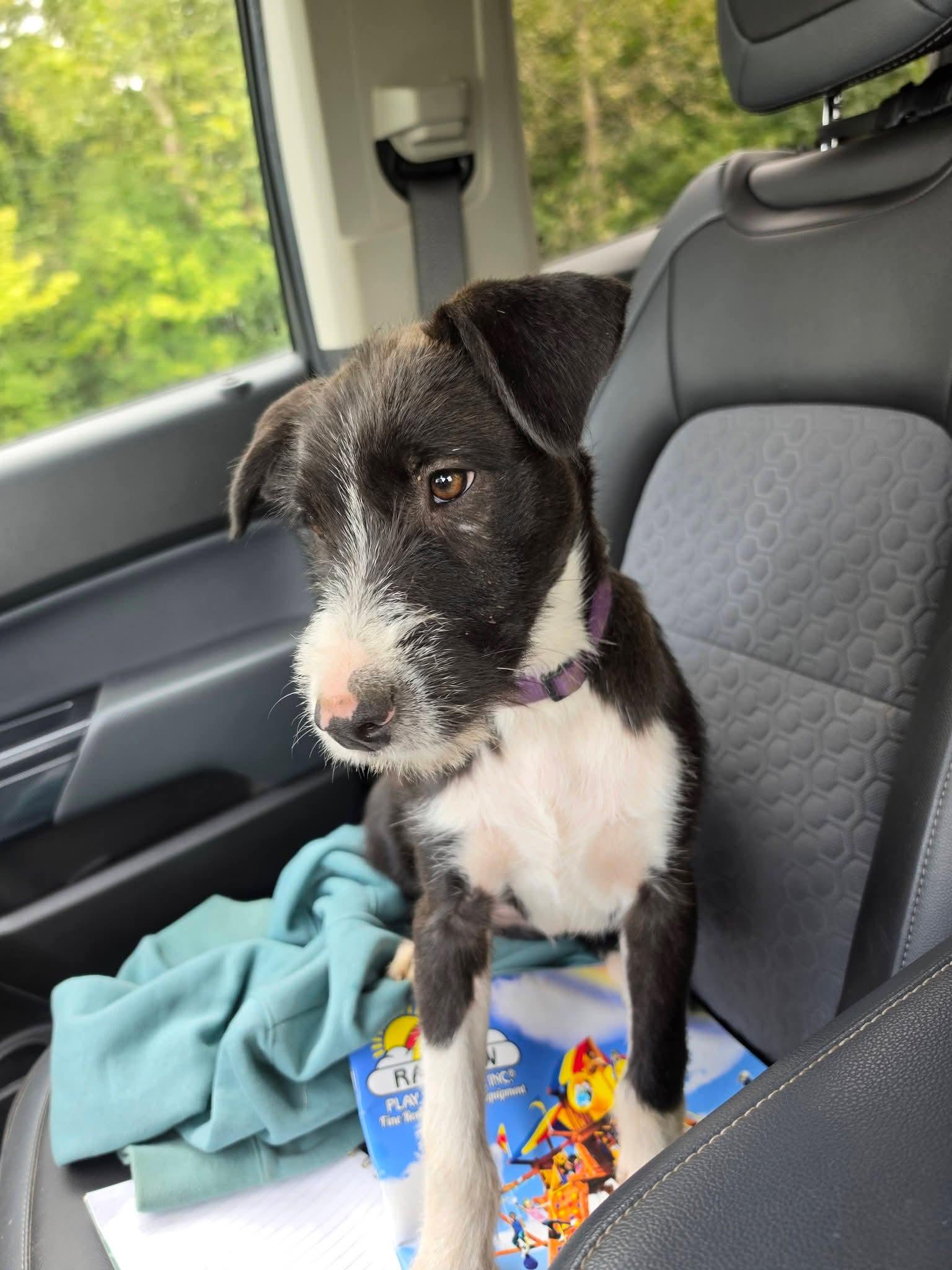Enlarge Jet, a Adoptable mixed breed in Lexington, MO image 4/6