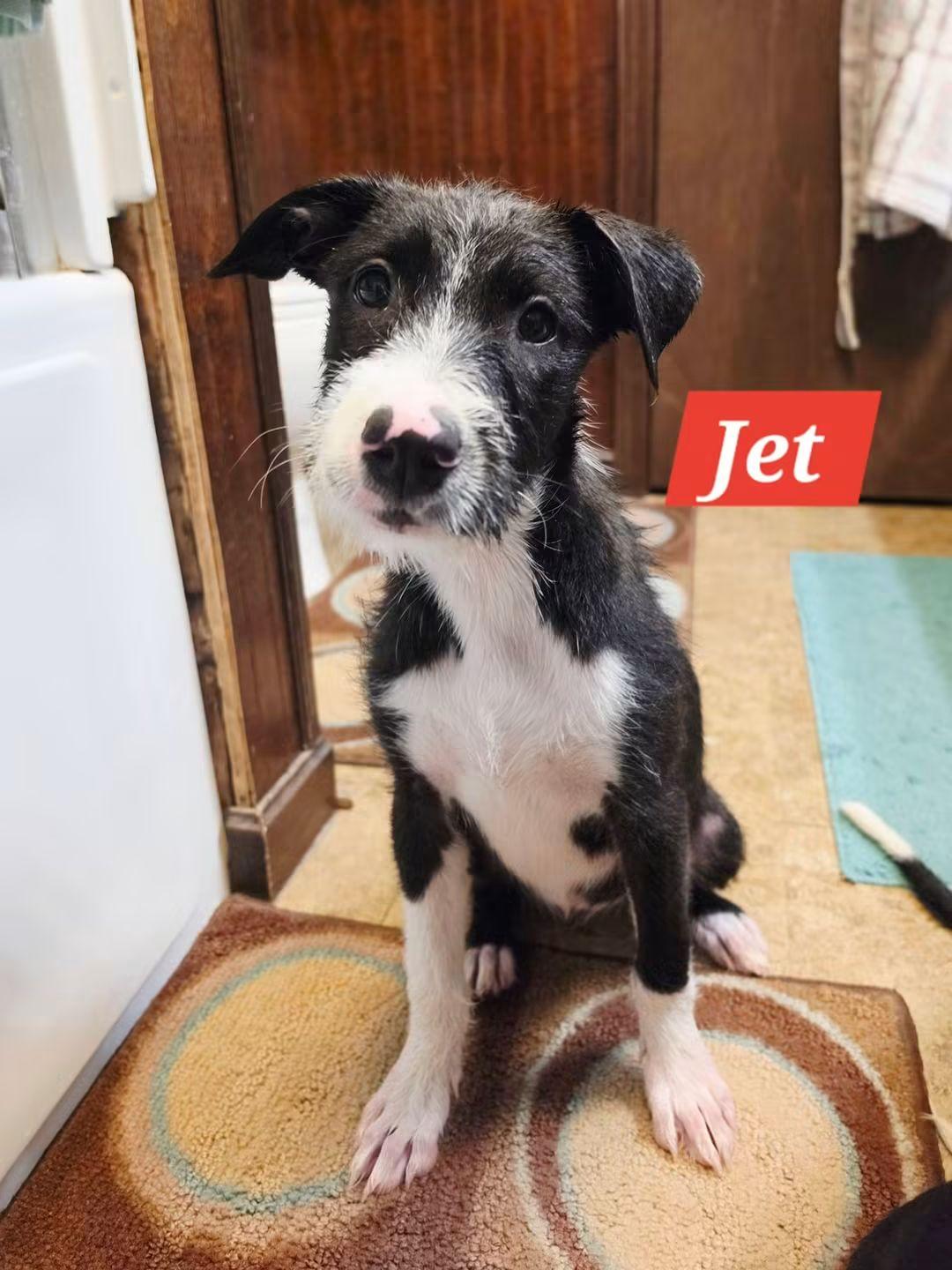 Enlarge Jet, a Adoptable mixed breed in Lexington, MO image 2/6