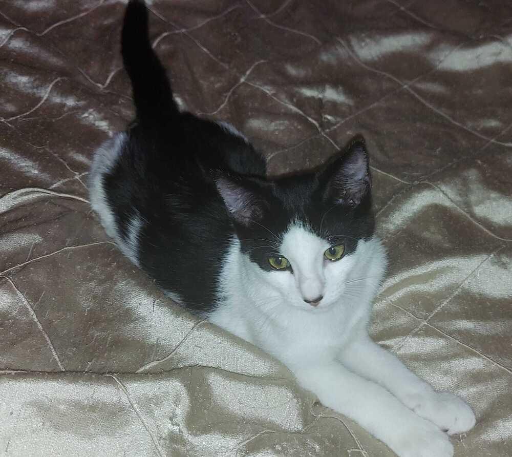 Gazpacho, a Adoptable Domestic Short Hair in Orlando, FL image 1/5
