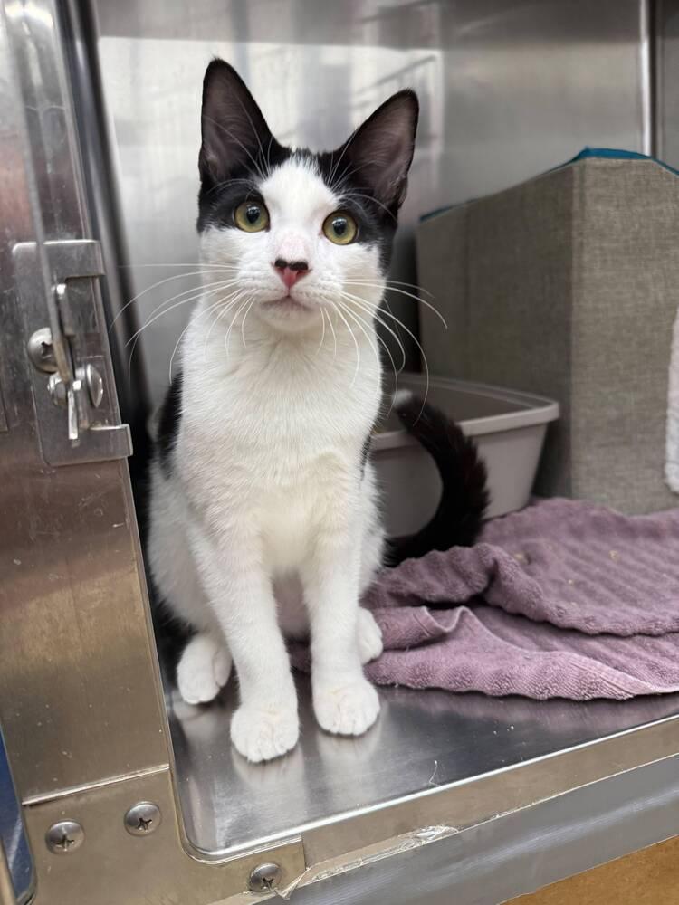 Gazpacho, a Adoptable Domestic Short Hair in Orlando, FL image 2/5