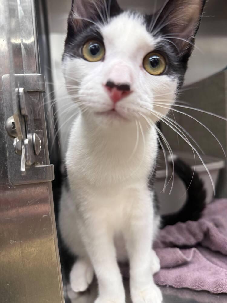 Gazpacho, a Adoptable Domestic Short Hair in Orlando, FL image 3/5