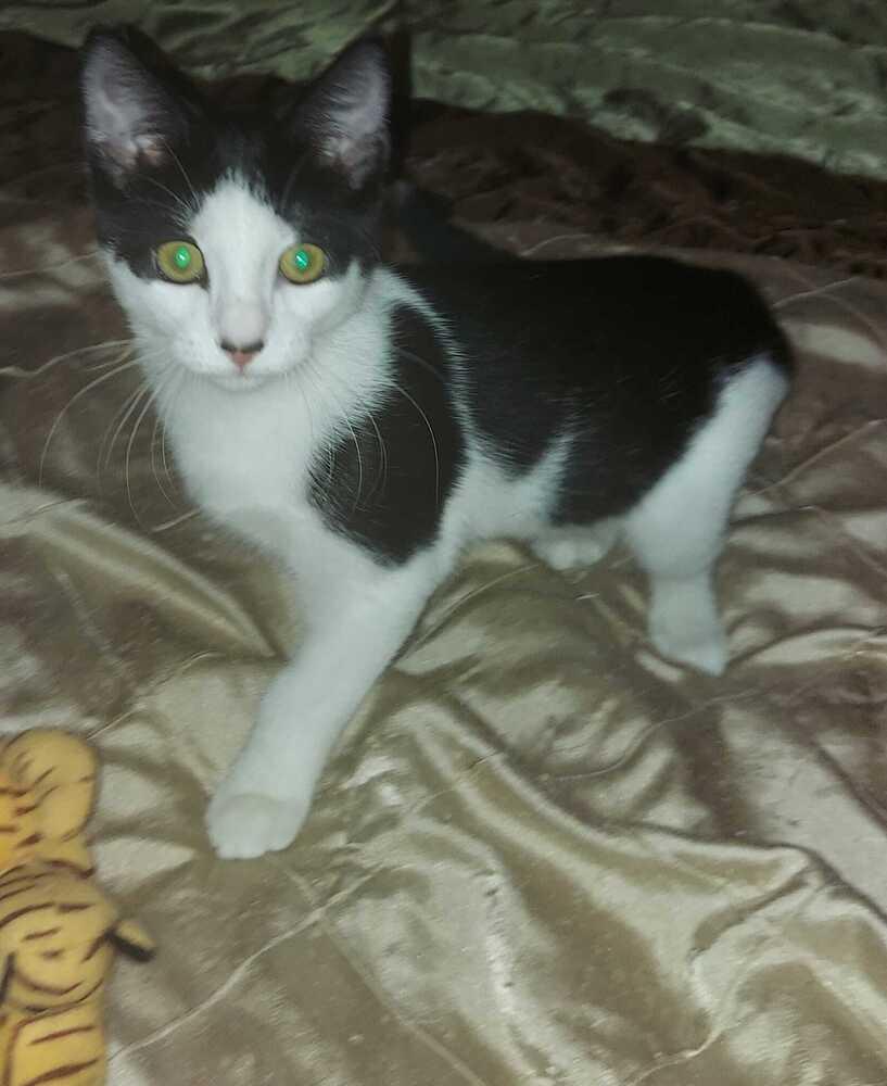 Gazpacho, a Adoptable Domestic Short Hair in Orlando, FL image 5/5