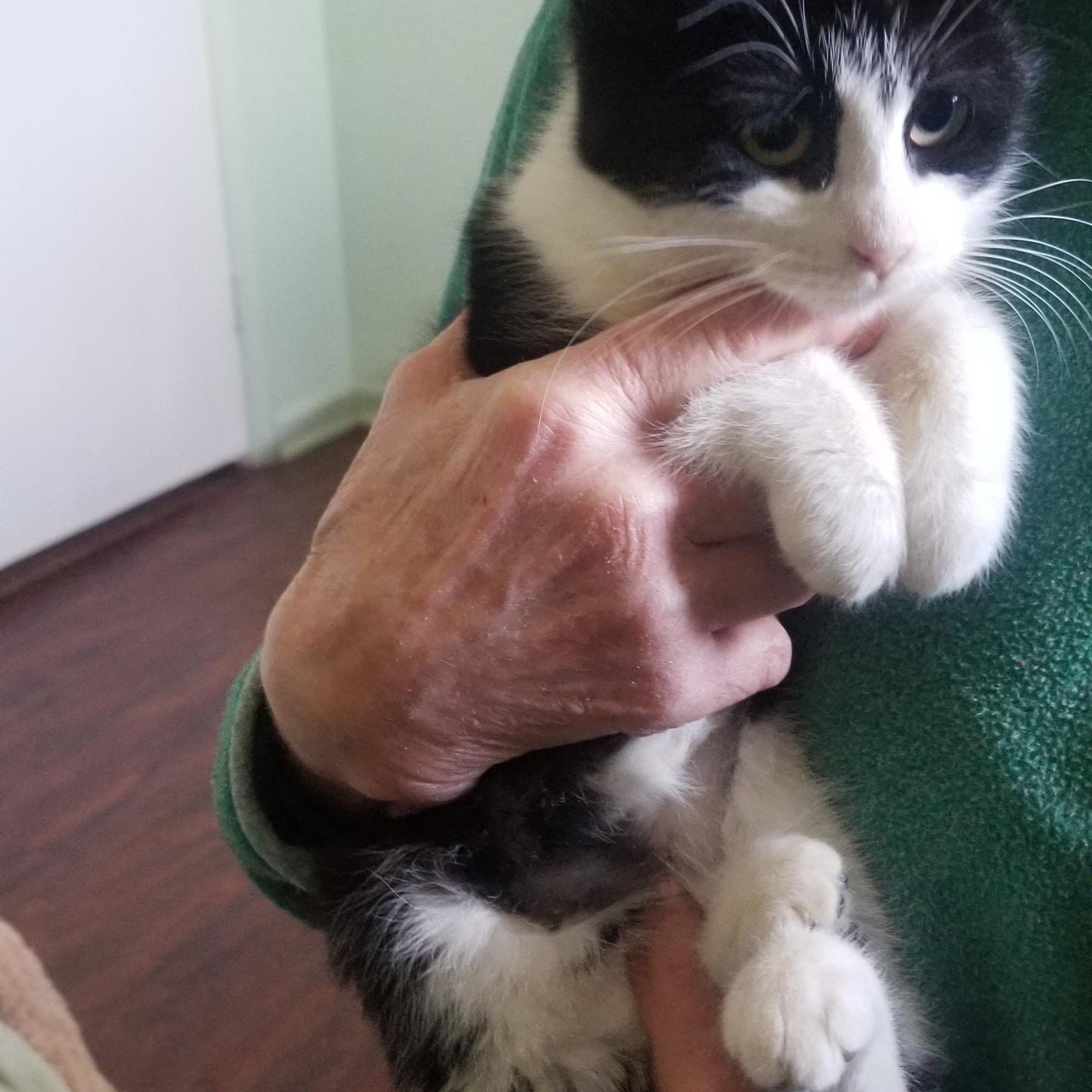 Enlarge KARA, a ADOPTABLE mixed breed in Churchville, PA image 3/5