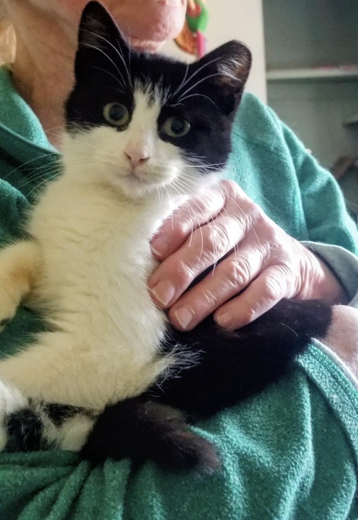 Enlarge KARA, a ADOPTABLE mixed breed in Churchville, PA image 5/5