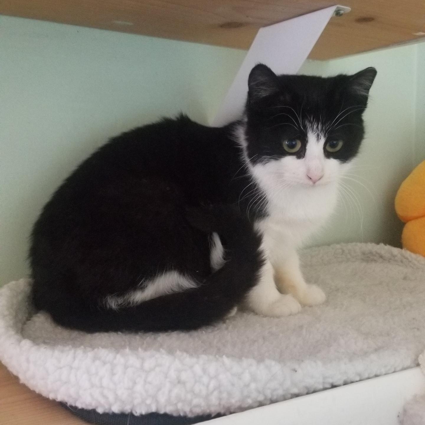 KARA, ADOPTABLE, Kitten Female Tuxedo & Domestic Short Hair.