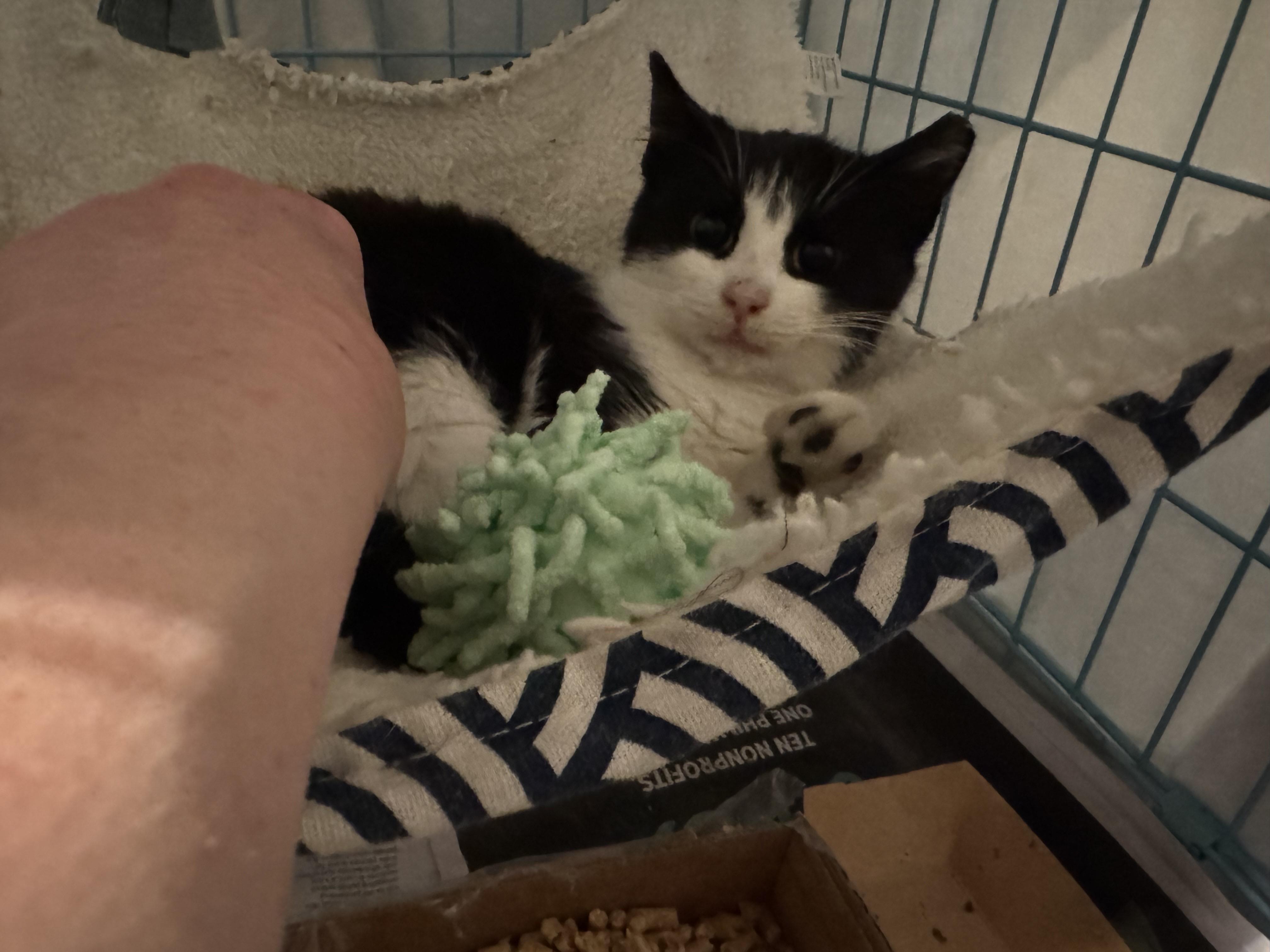 Enlarge KARA, a ADOPTABLE mixed breed in Churchville, PA image 2/5