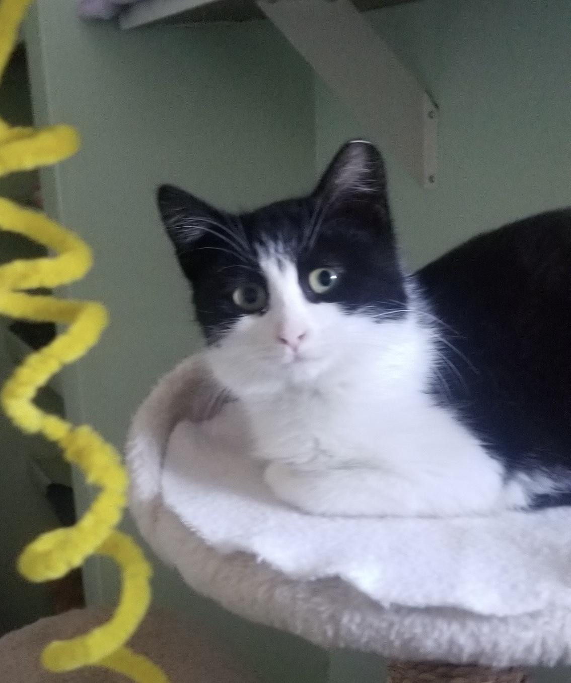 Enlarge KARA, a ADOPTABLE mixed breed in Churchville, PA image 4/5