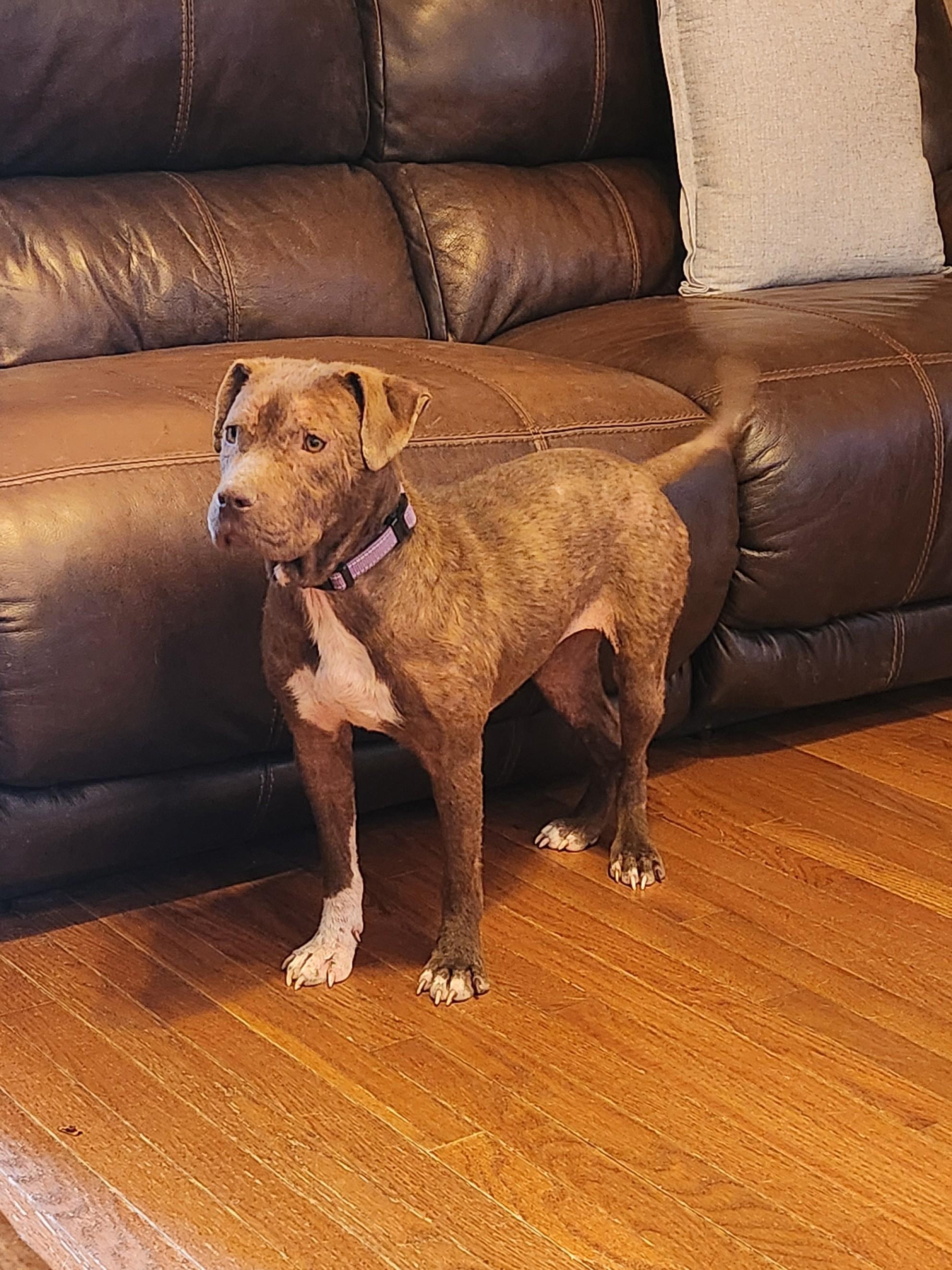 Enlarge MABEL, a Adoptable mixed breed in Troutman, NC image 6/6