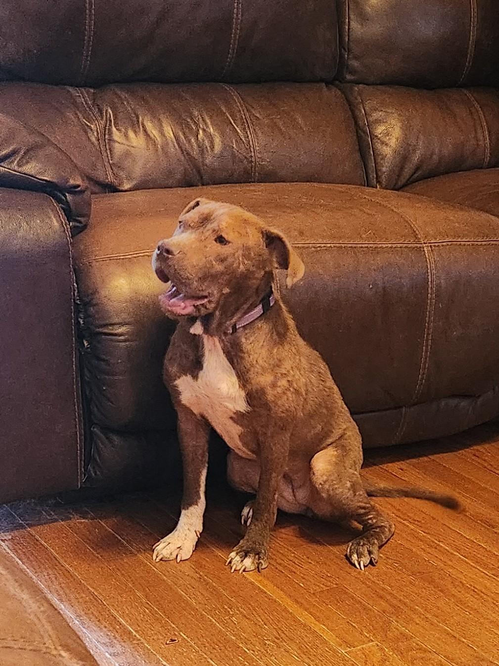 Enlarge MABEL, a Adoptable mixed breed in Troutman, NC image 2/6