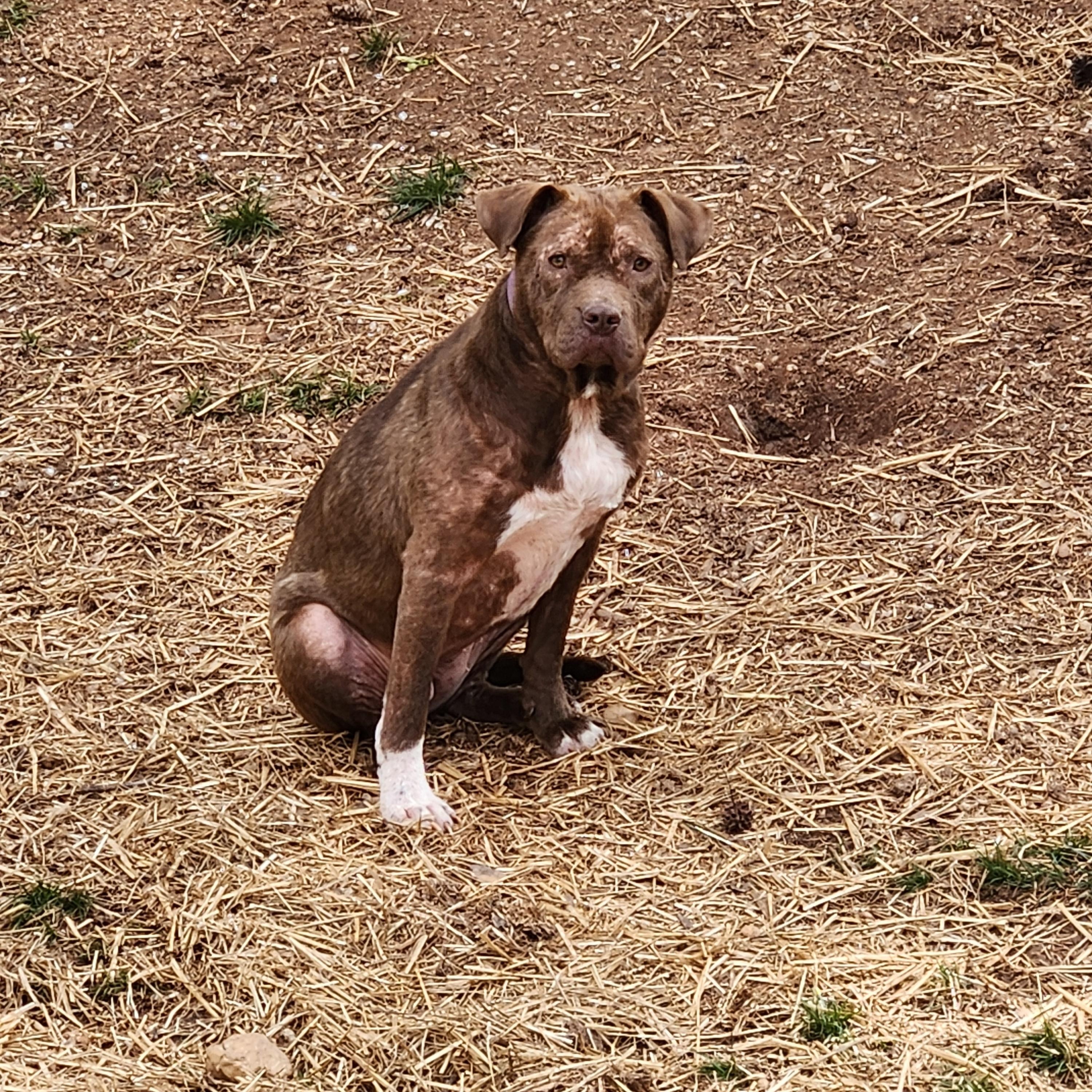 MABEL, Adoptable, Young Female American Staffordshire Terrier.
