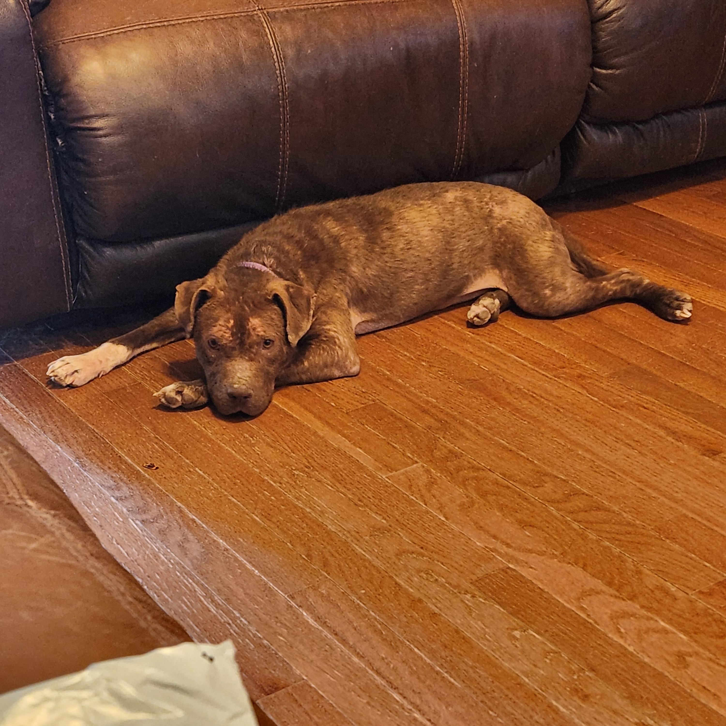 Enlarge MABEL, a Adoptable mixed breed in Troutman, NC image 5/6