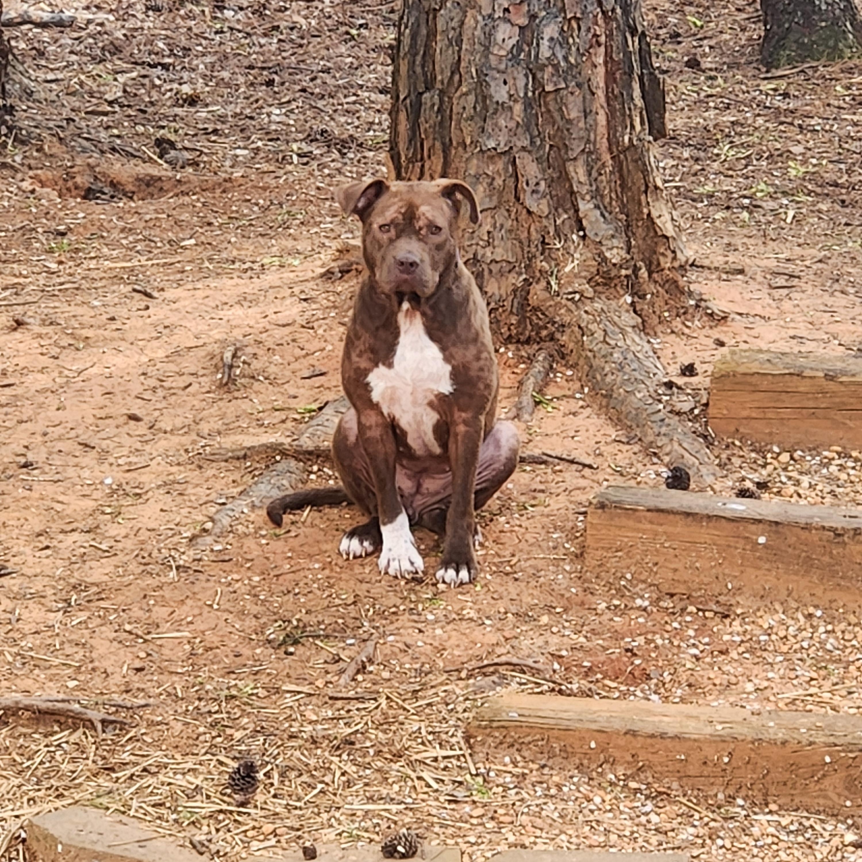 Enlarge MABEL, a Adoptable mixed breed in Troutman, NC image 2/6