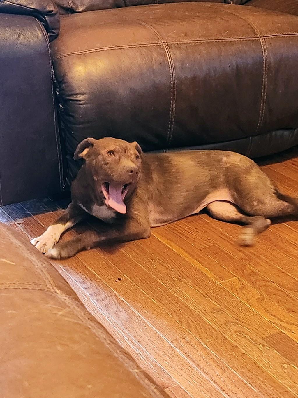 Enlarge MABEL, a Adoptable mixed breed in Troutman, NC image 4/6