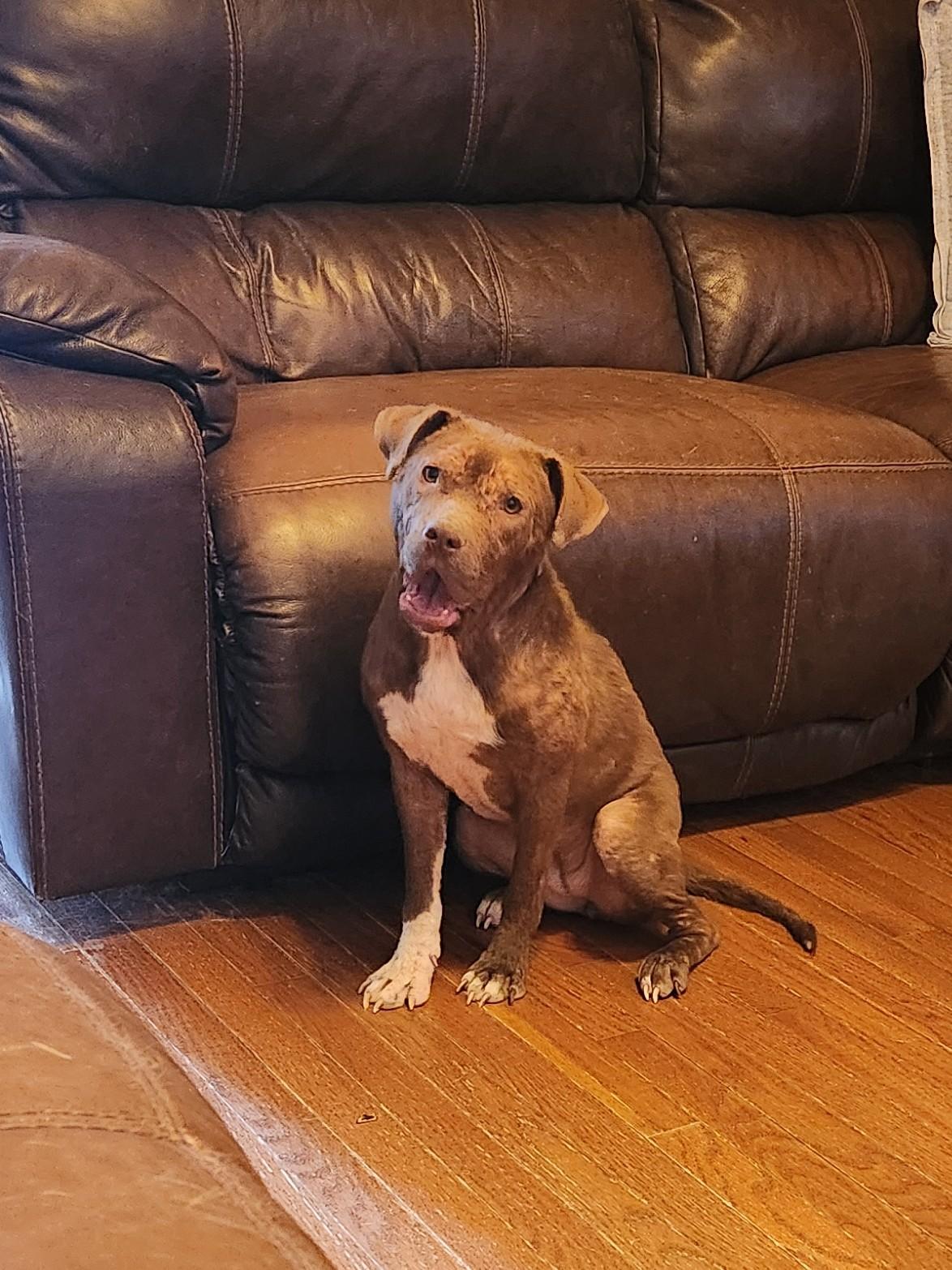 Enlarge MABEL, a Adoptable mixed breed in Troutman, NC image 1/6