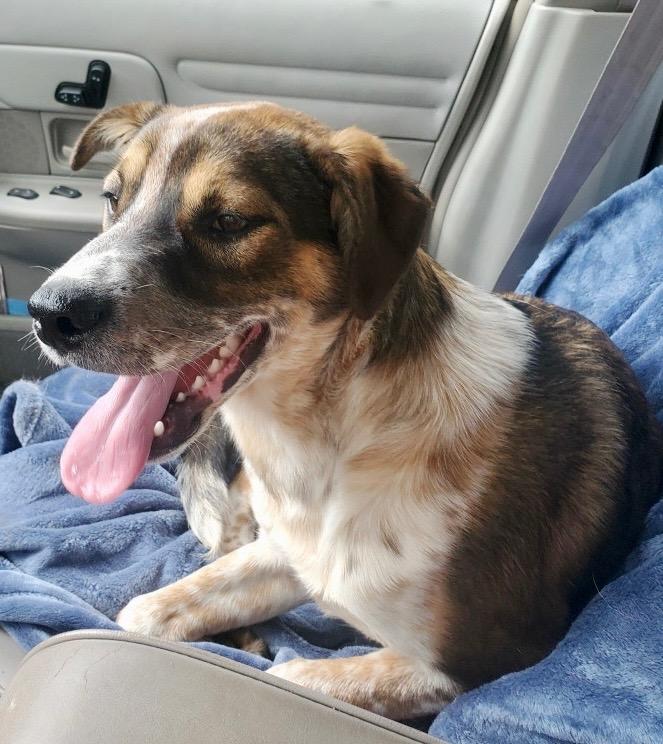 Bear Bear, a Adoptable mixed breed in Forsyth, GA image 1/3