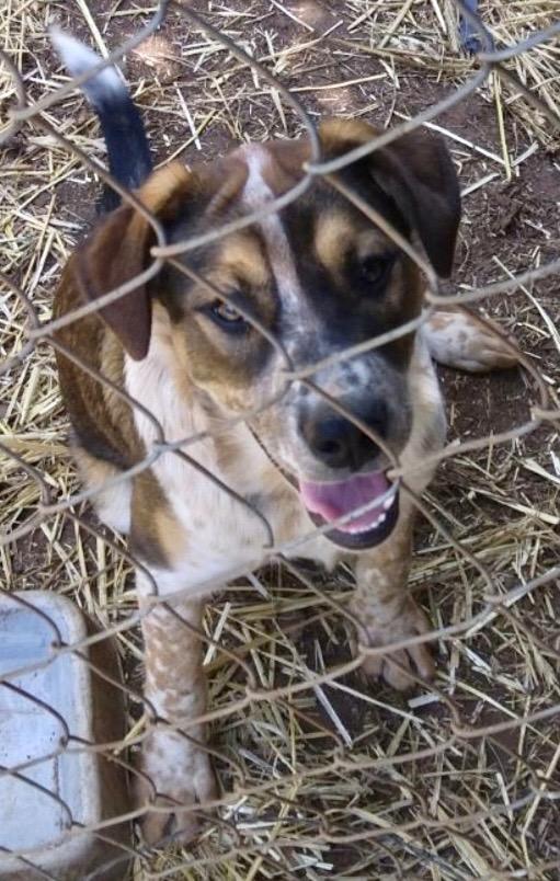Bear Bear, Adoptable, Adult Male Australian Cattle Dog / Blue Heeler.