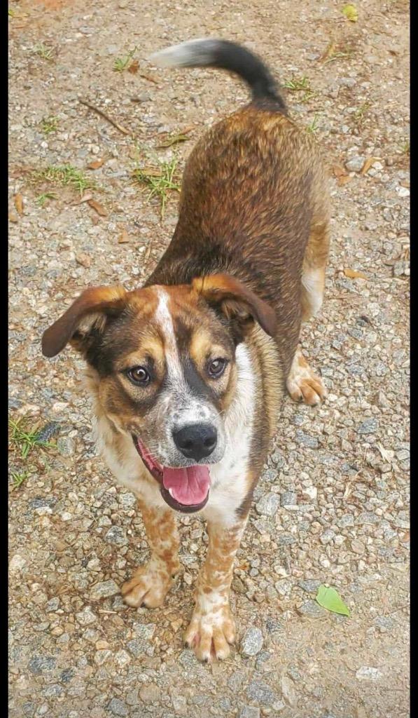 Enlarge Bear Bear, a Adoptable mixed breed in Forsyth, GA image 2/3