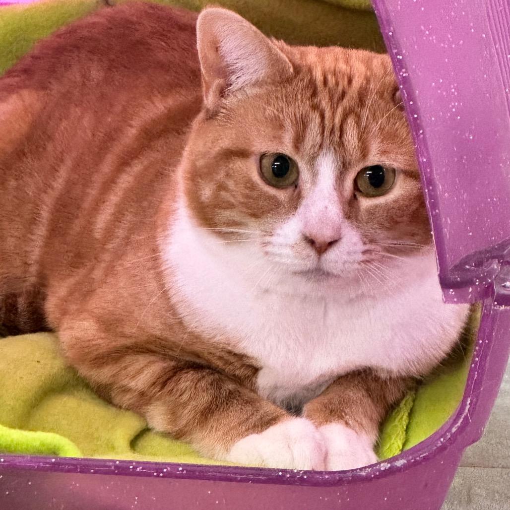 Holly (Working Cat), Adoptable, Adult Female Domestic Short Hair.