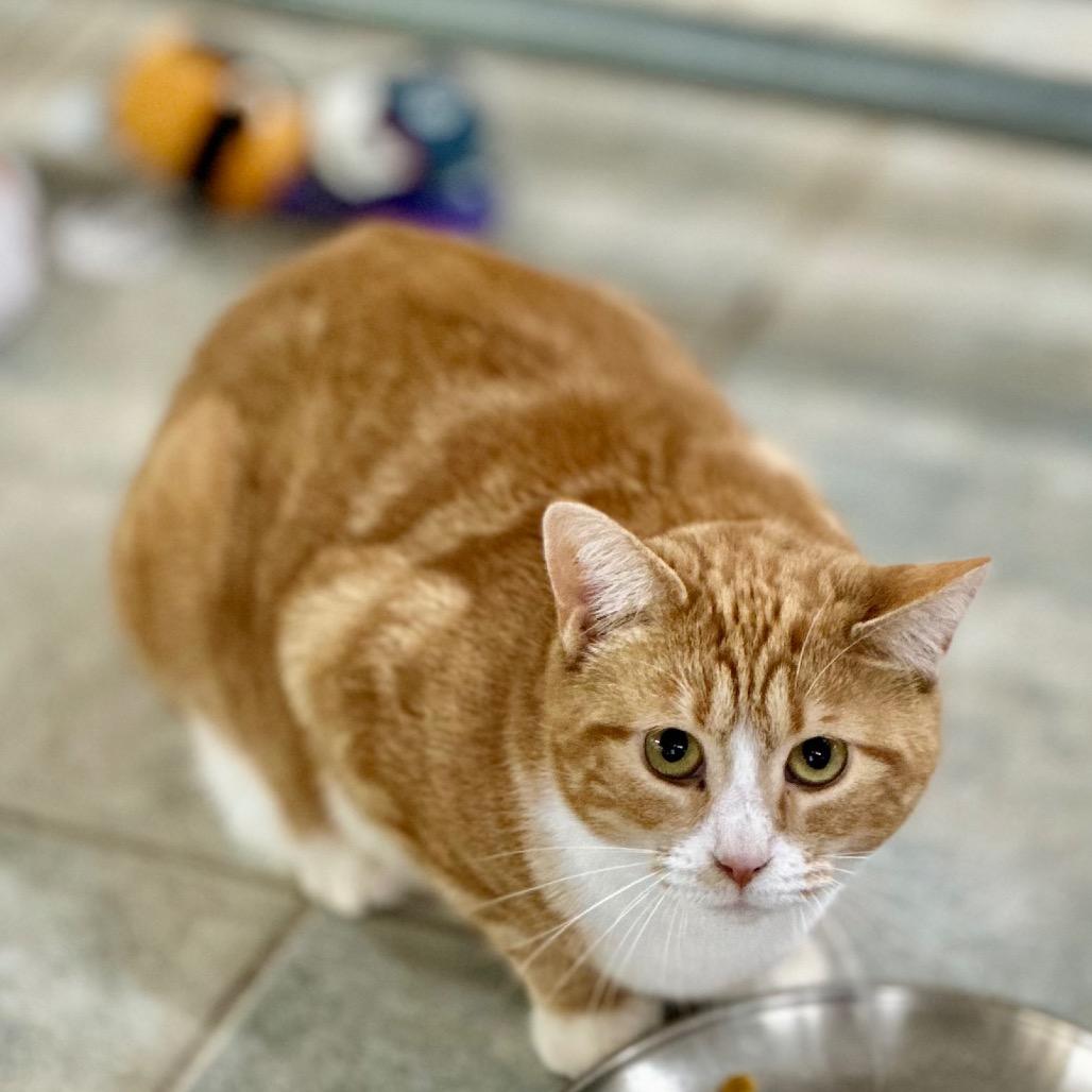 Enlarge Holly (Working Cat), a Adoptable Domestic Short Hair in East Smithfield , PA image 2/6