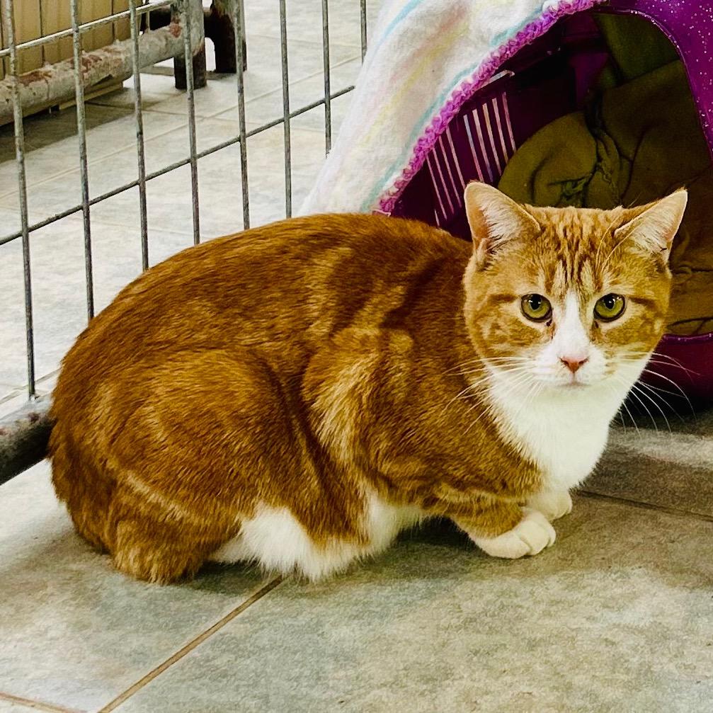 Enlarge Holly (Working Cat), a Adoptable Domestic Short Hair in East Smithfield , PA image 3/6