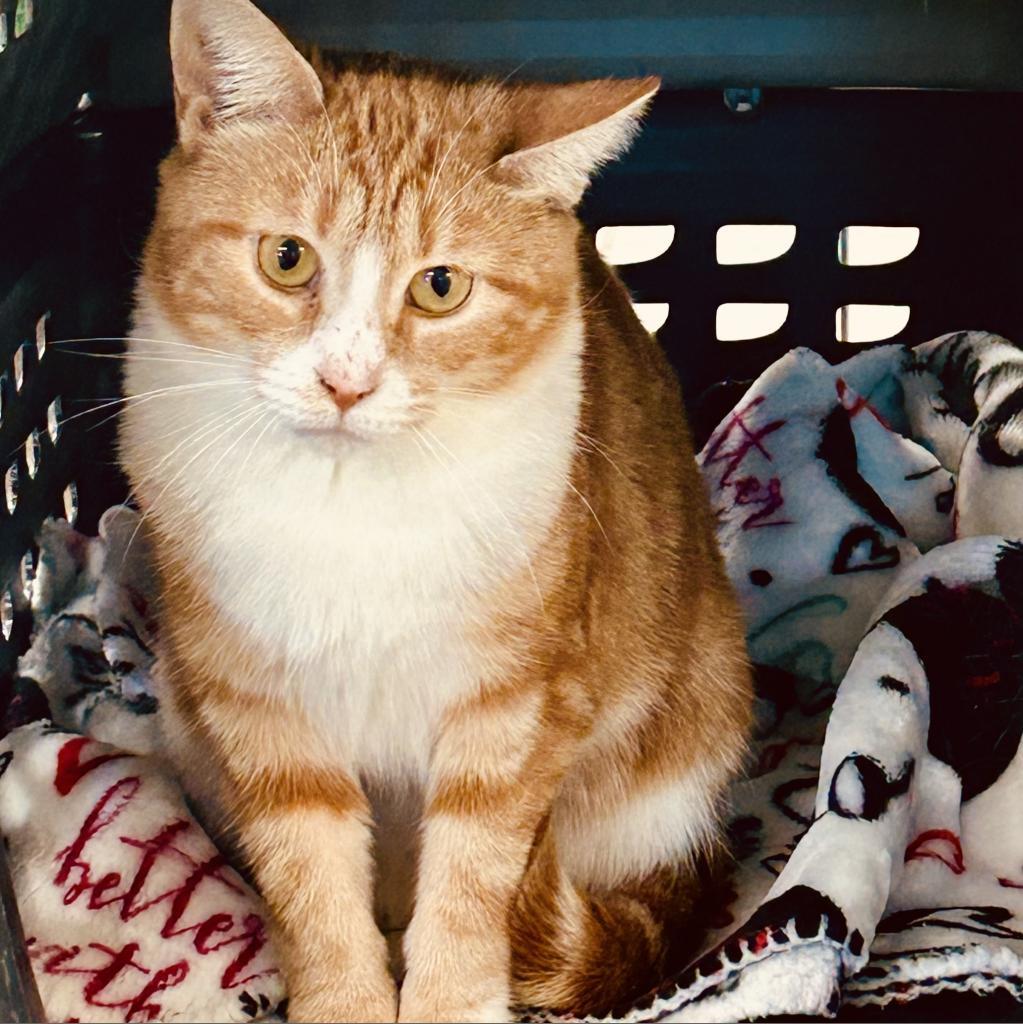 Enlarge Holly (Working Cat), a Adoptable Domestic Short Hair in East Smithfield , PA image 4/6